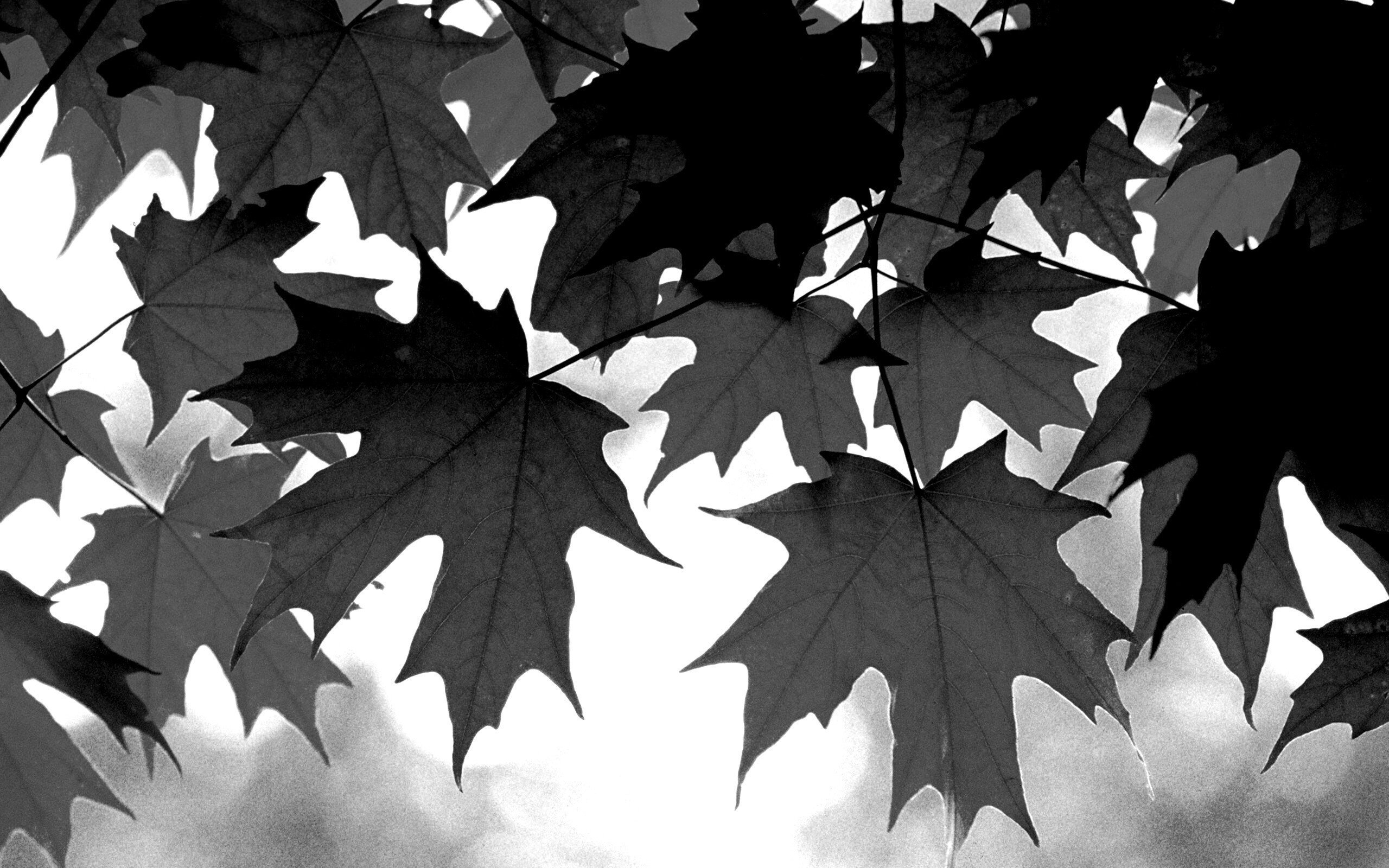 осень картинки красивые черно белые