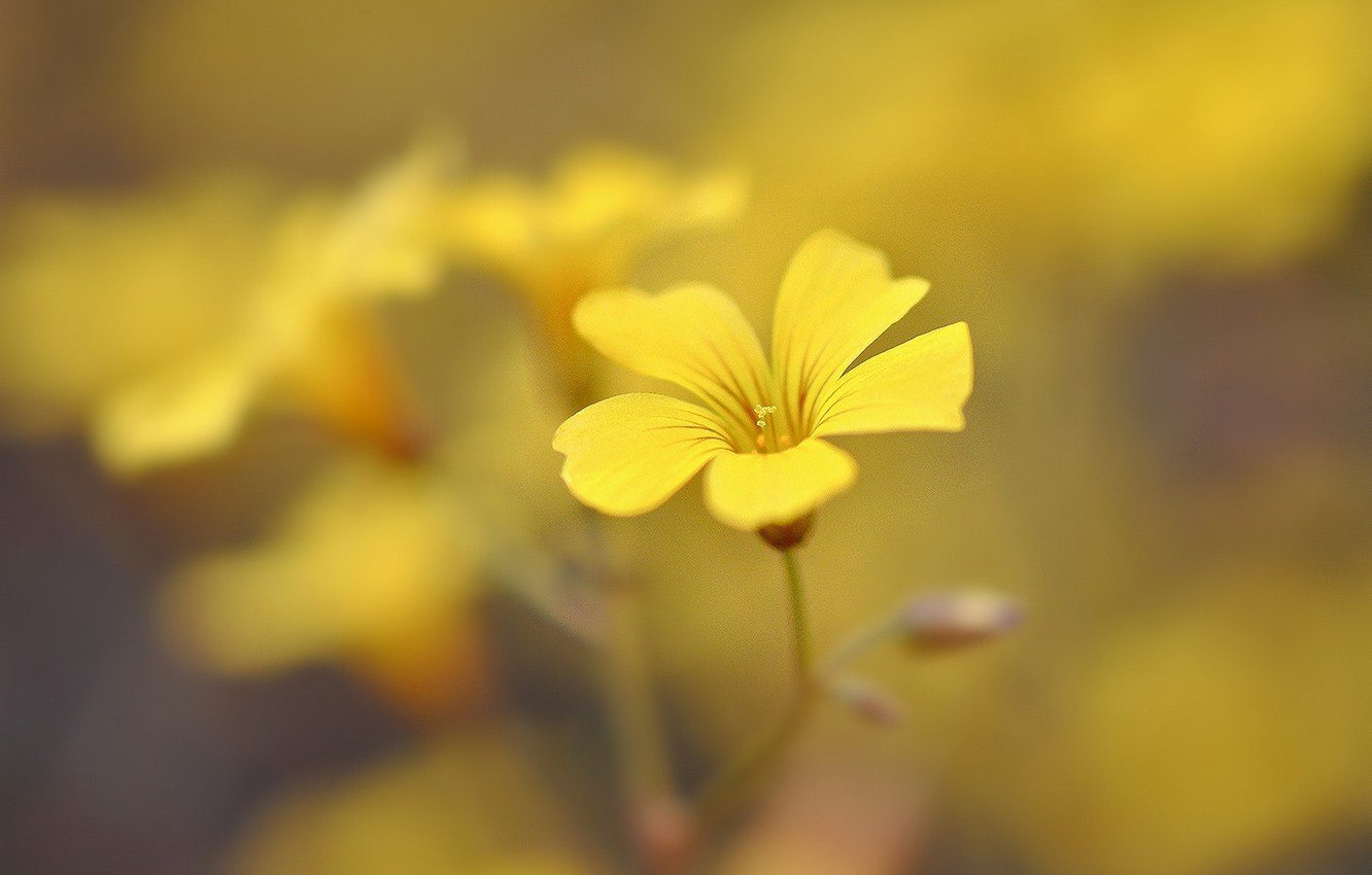 Бледно желтые цветы