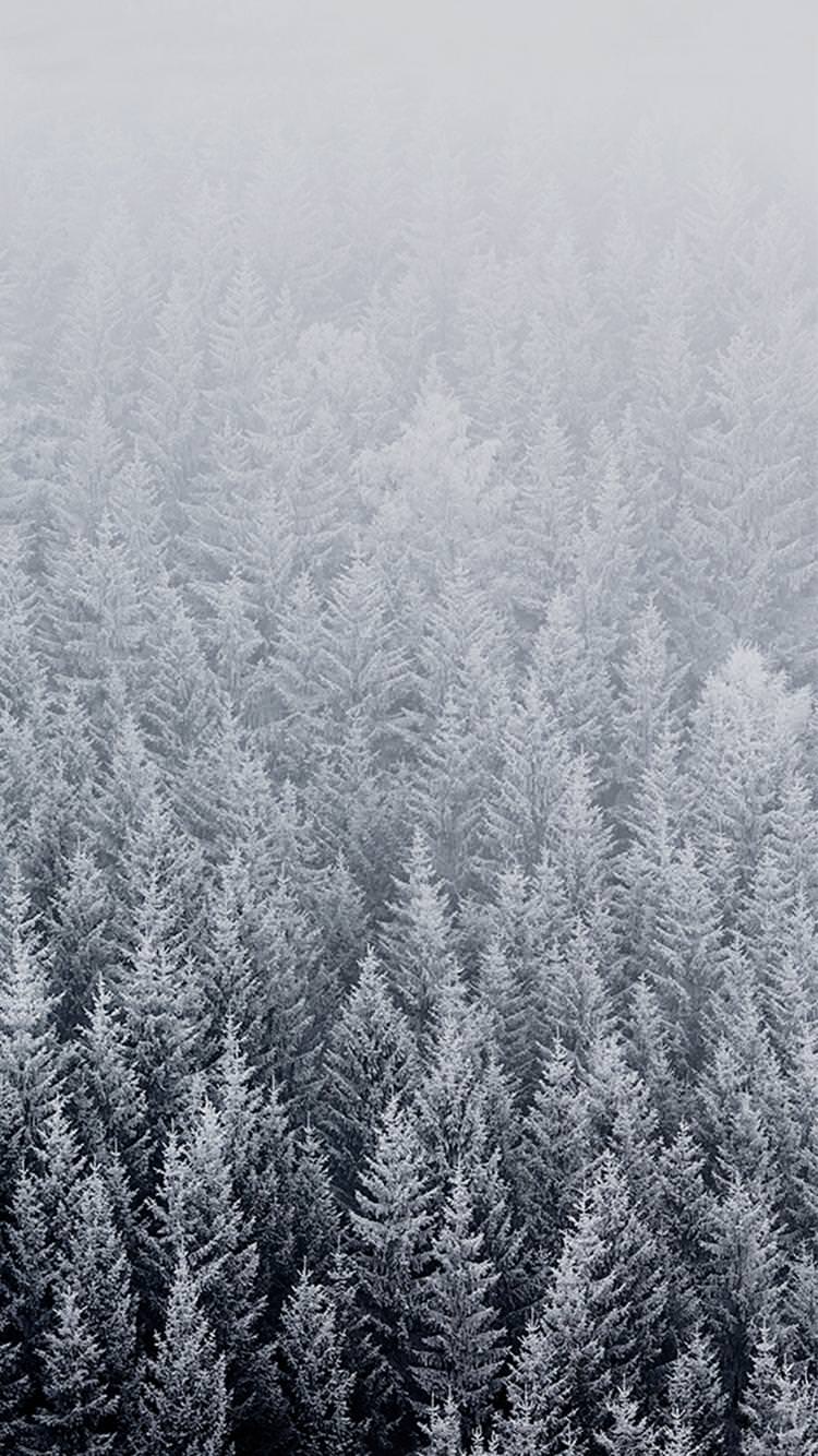 Зимний лес на айфон