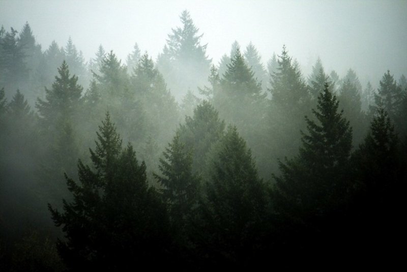 Лес на фоне серого неба (99 фото)
