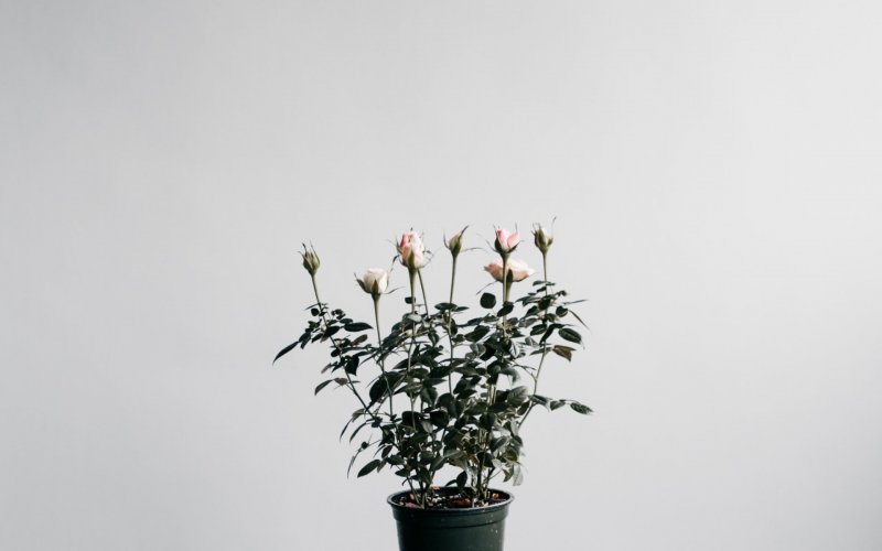 Растения на сером фоне (38 фото)