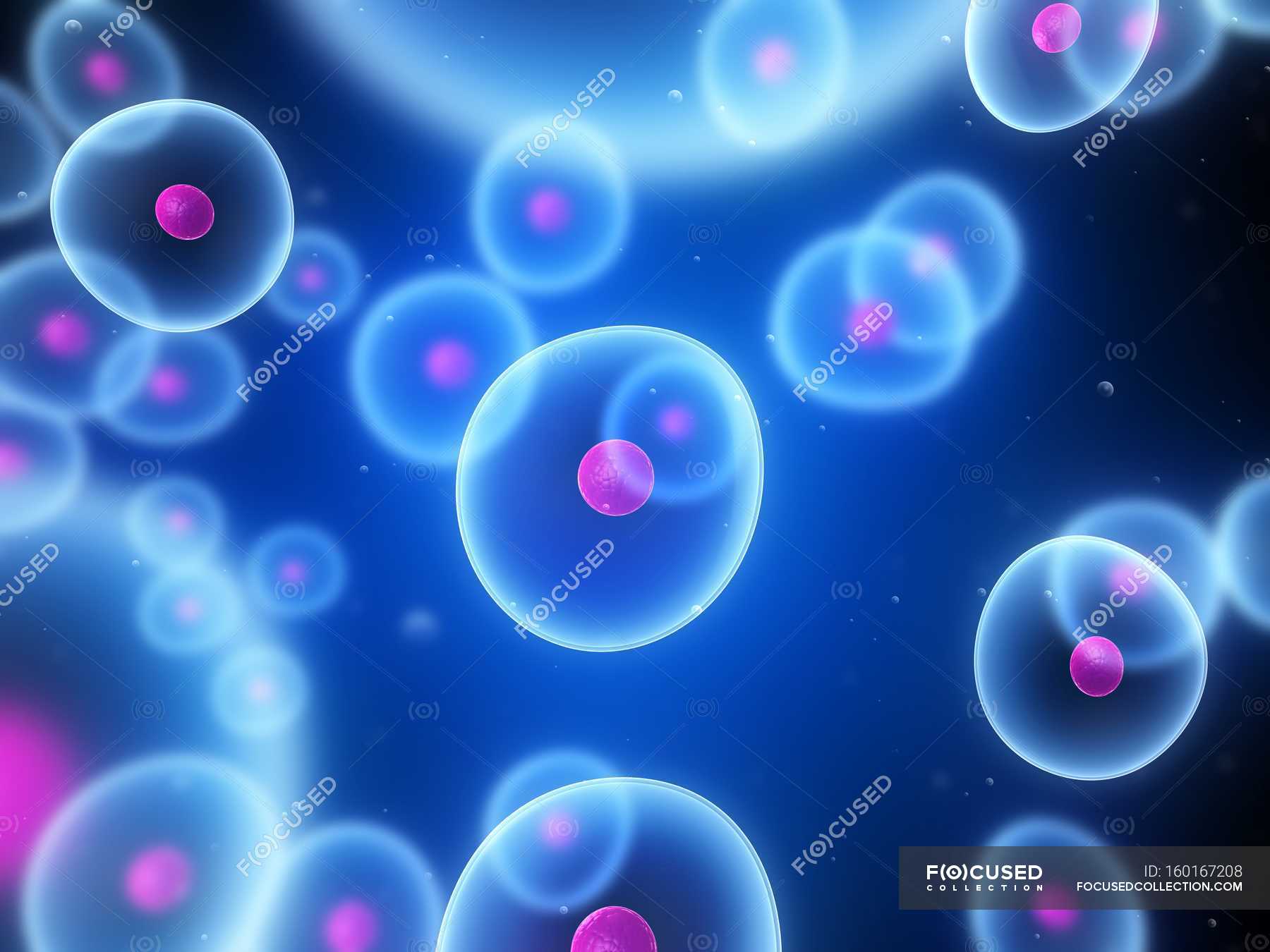 Розовые клетки биология