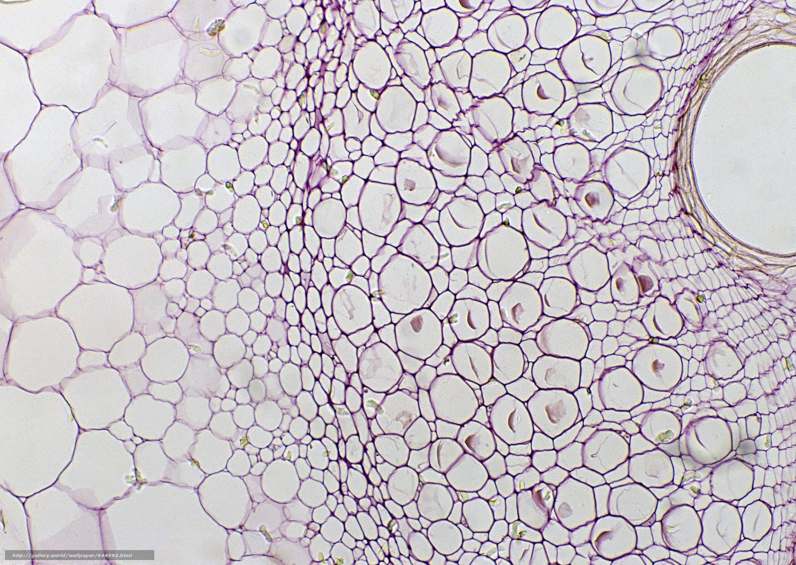 Микроскопия клетки
