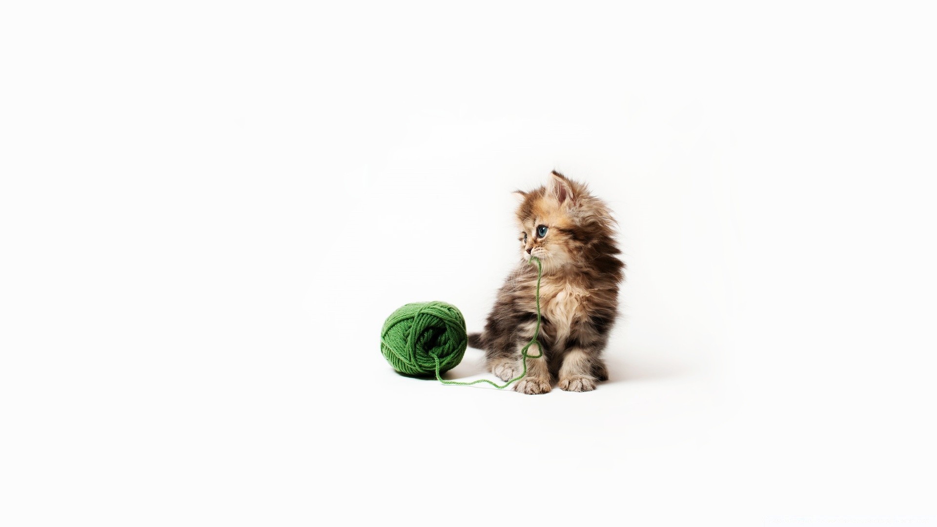 Котенок на зеленом фоне