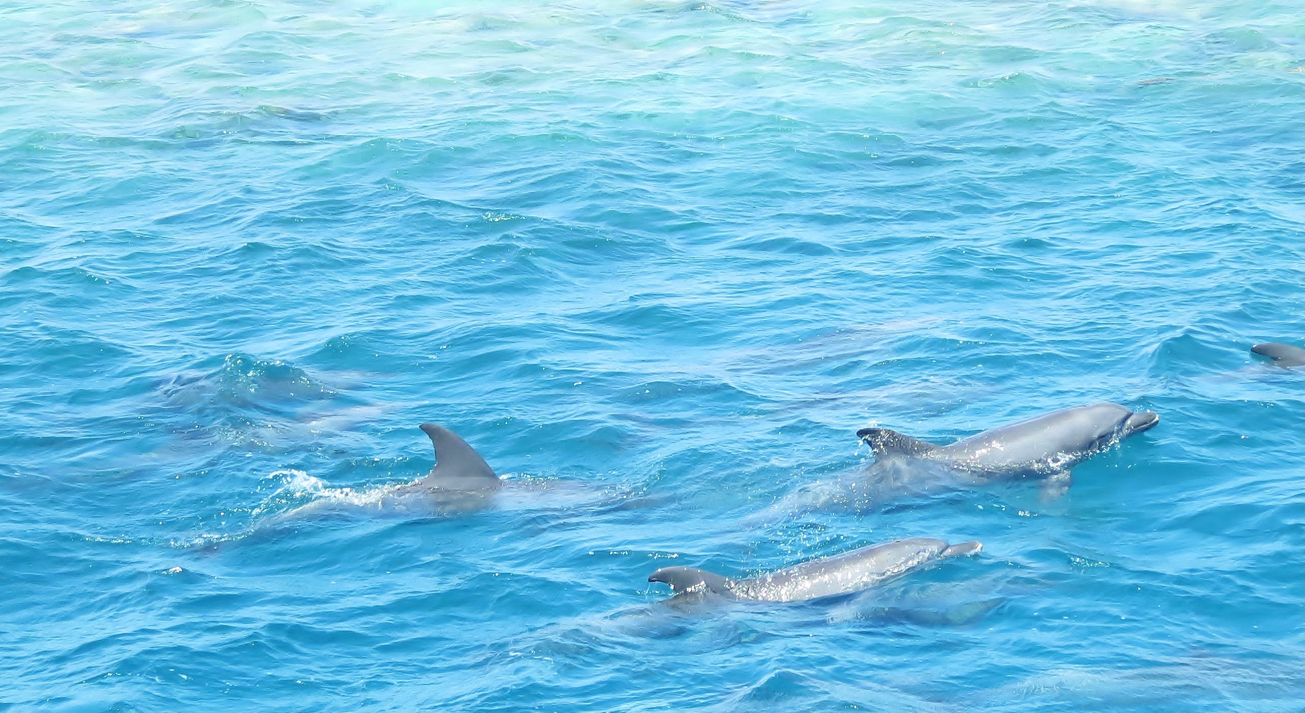 Дельфины живут в море. Морские млекопитающие дельфины. Дельфины в море. Дельфин в море. Красное море дельфины.