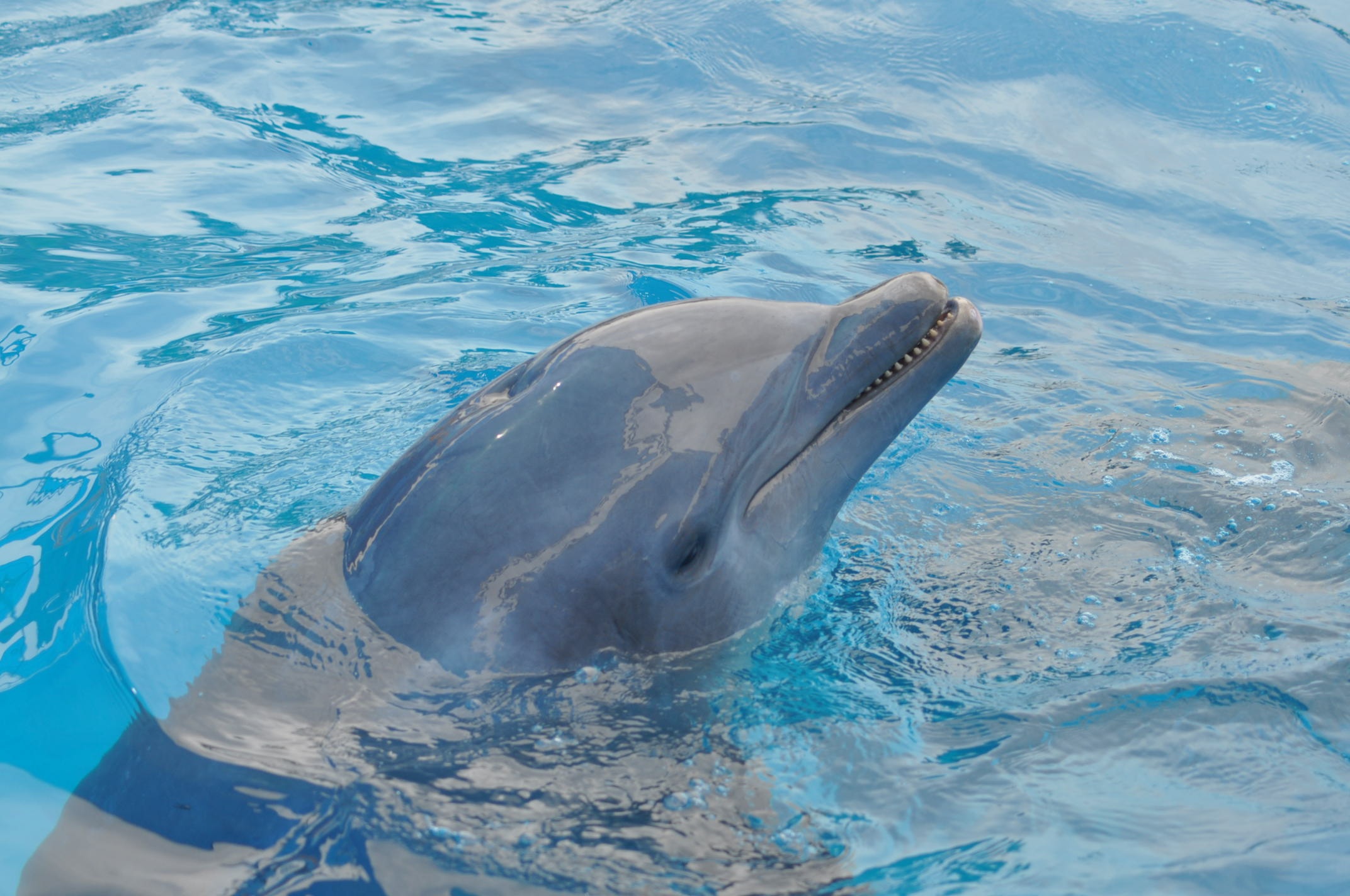Дельфир. Дельфин-Афалина. Синий Дельфин. Дельфины в море. Долфин синий.