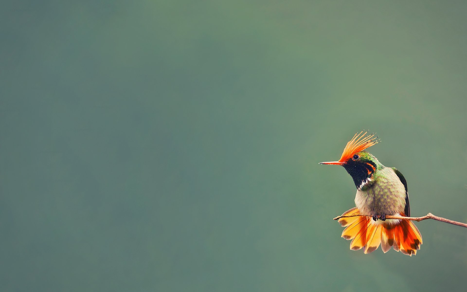 Птица с цветком в клюве