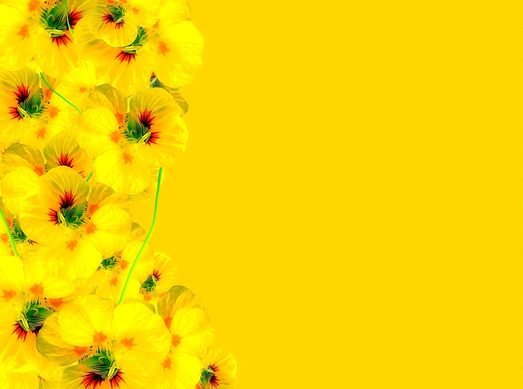Желтые цветы на желтом фоне