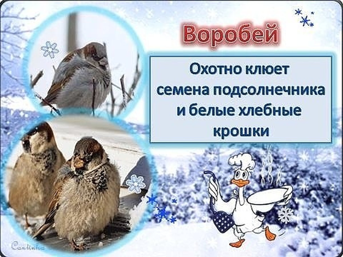 Презентация Покормите зимующих птиц