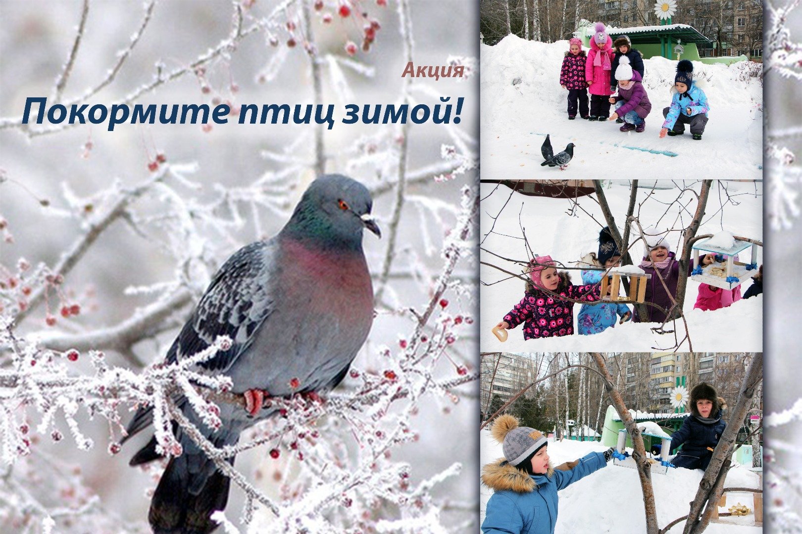 Акция Покорми птиц зимой