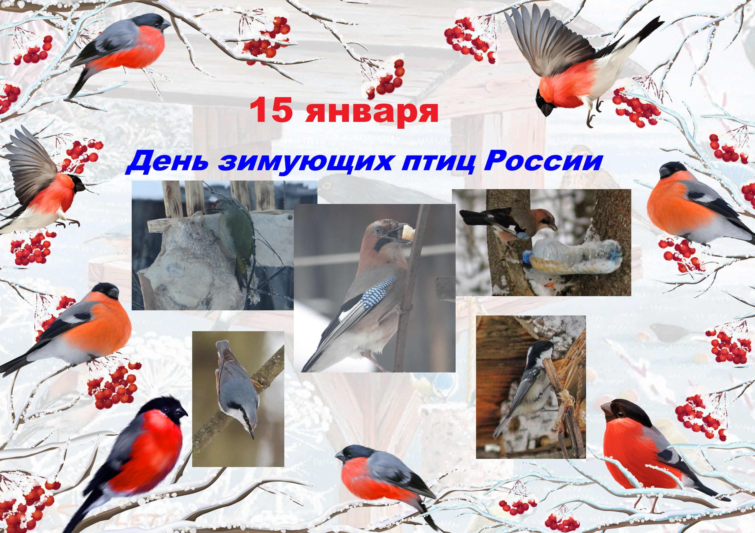 15 Января день птиц