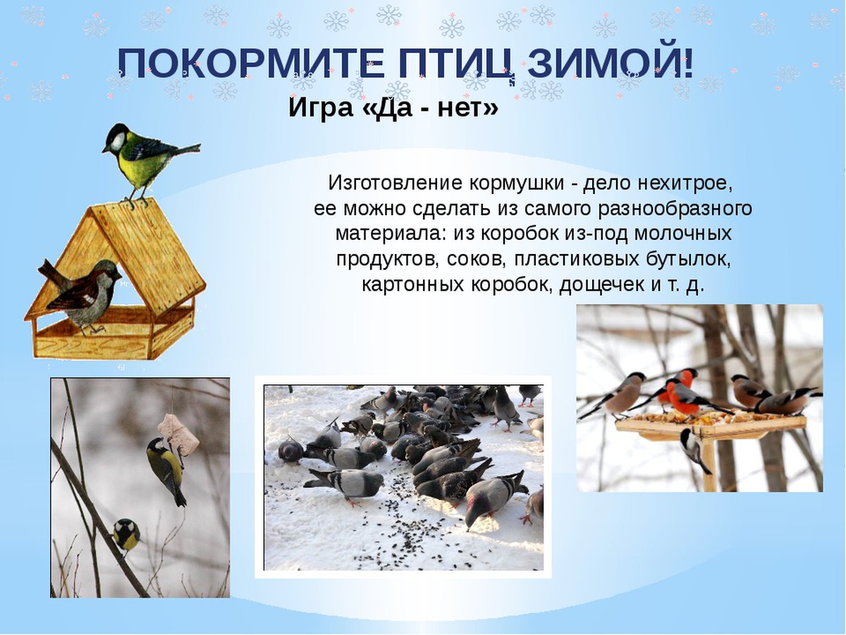 Презентация Покормите птиц зимой