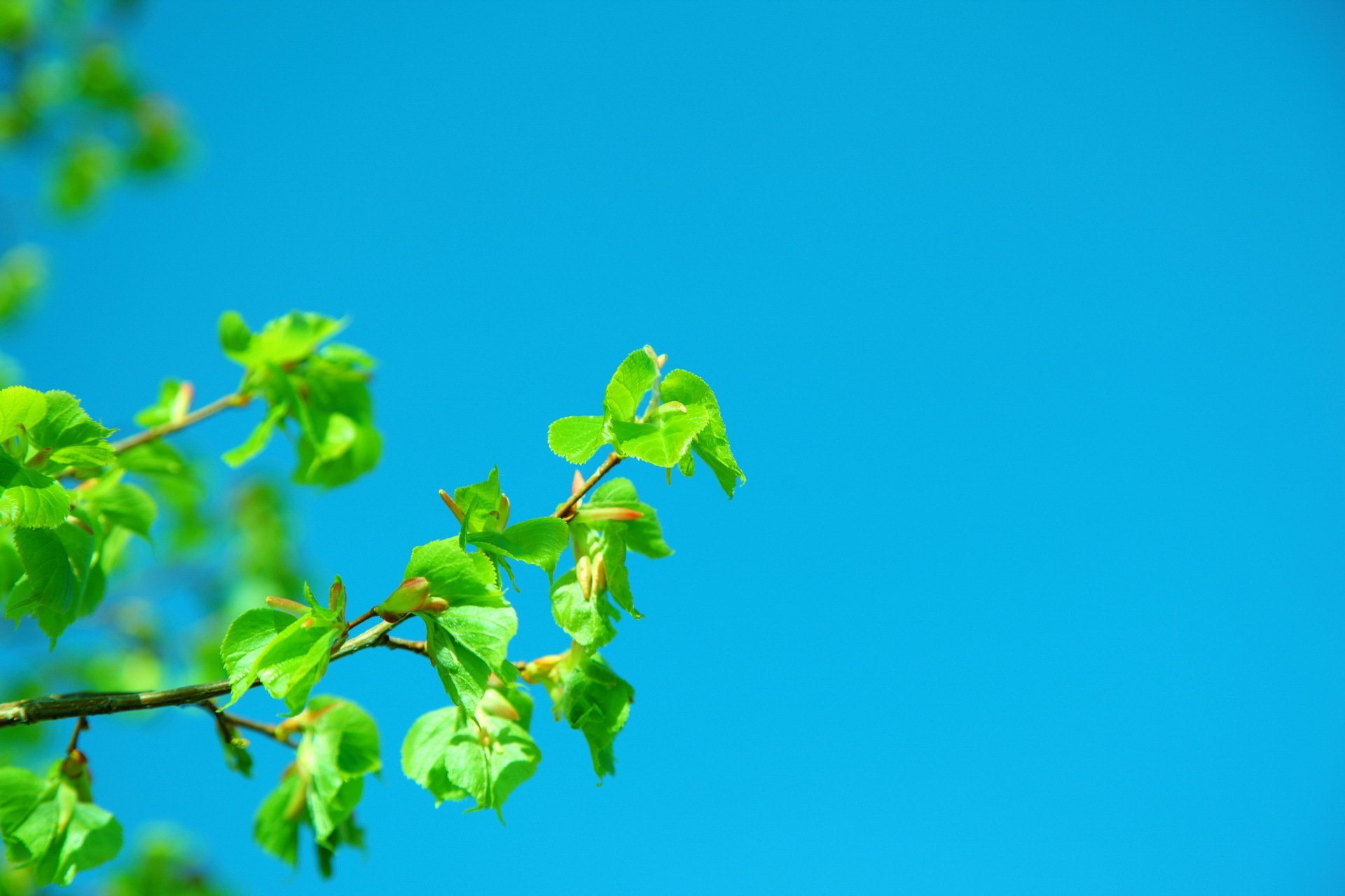 Зеленая листва на голубом небе