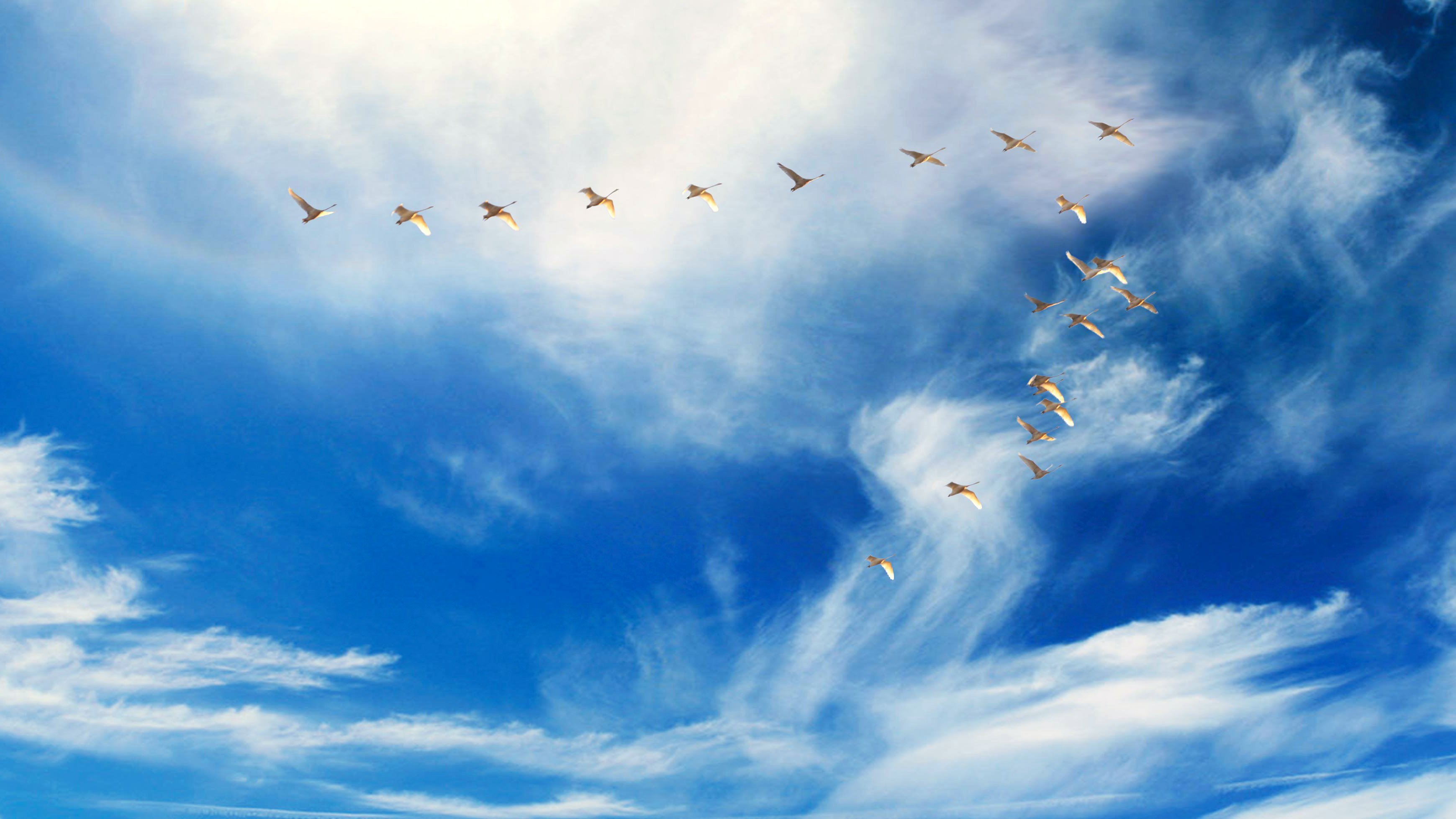 Птицы в голубом небе