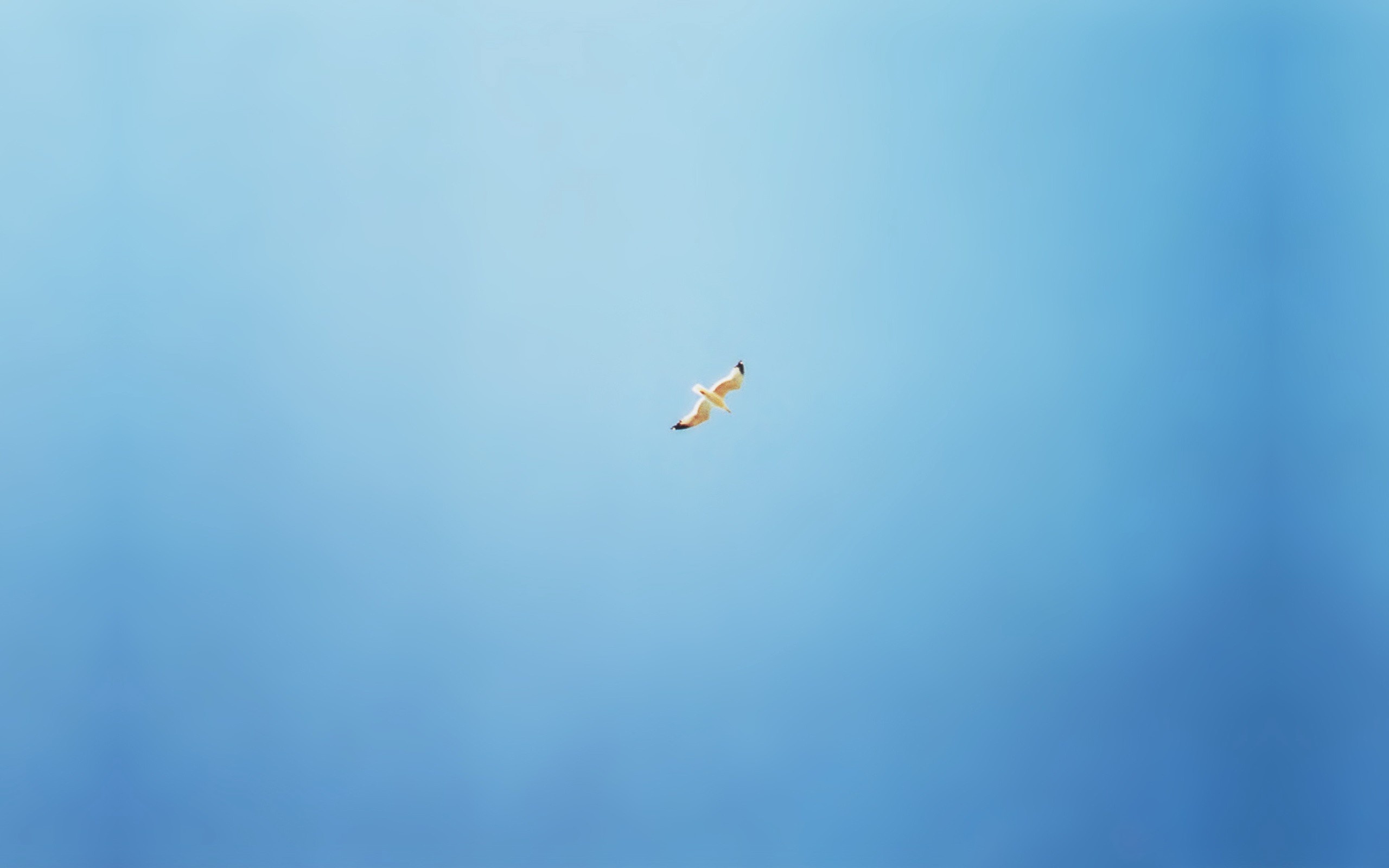 Птица высоко в небе