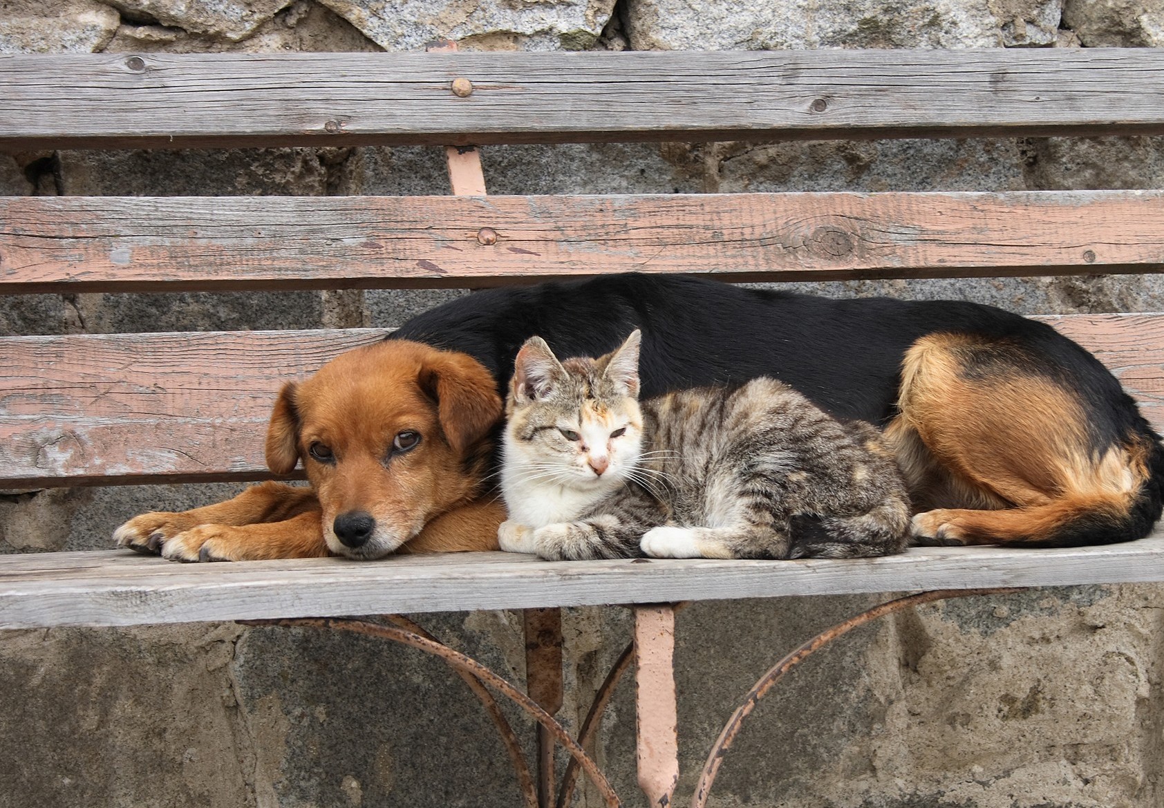 Щенок живет на улице. Бездомные животные. Бездомные кошки и собаки. Бездомные животные на улице. Бродячие кошки и собаки.