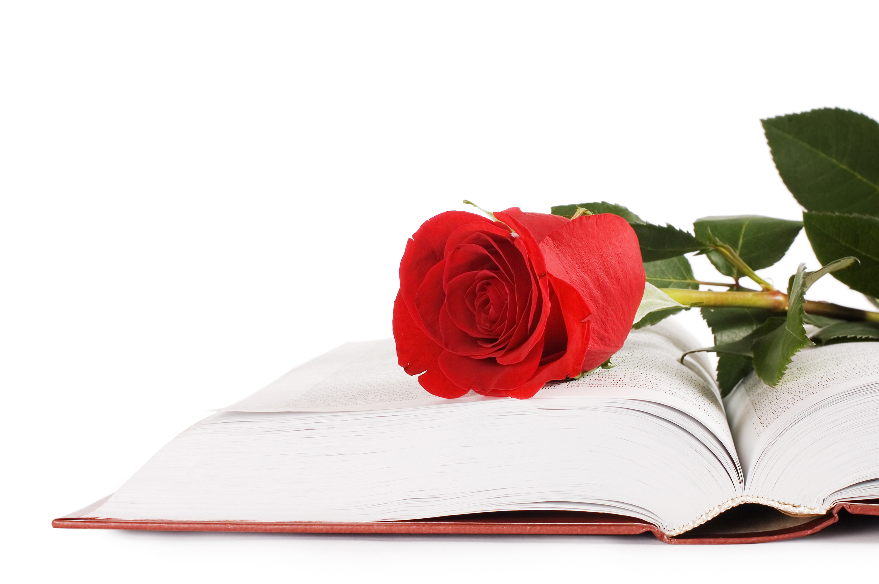 Книга и роза на белом фоне