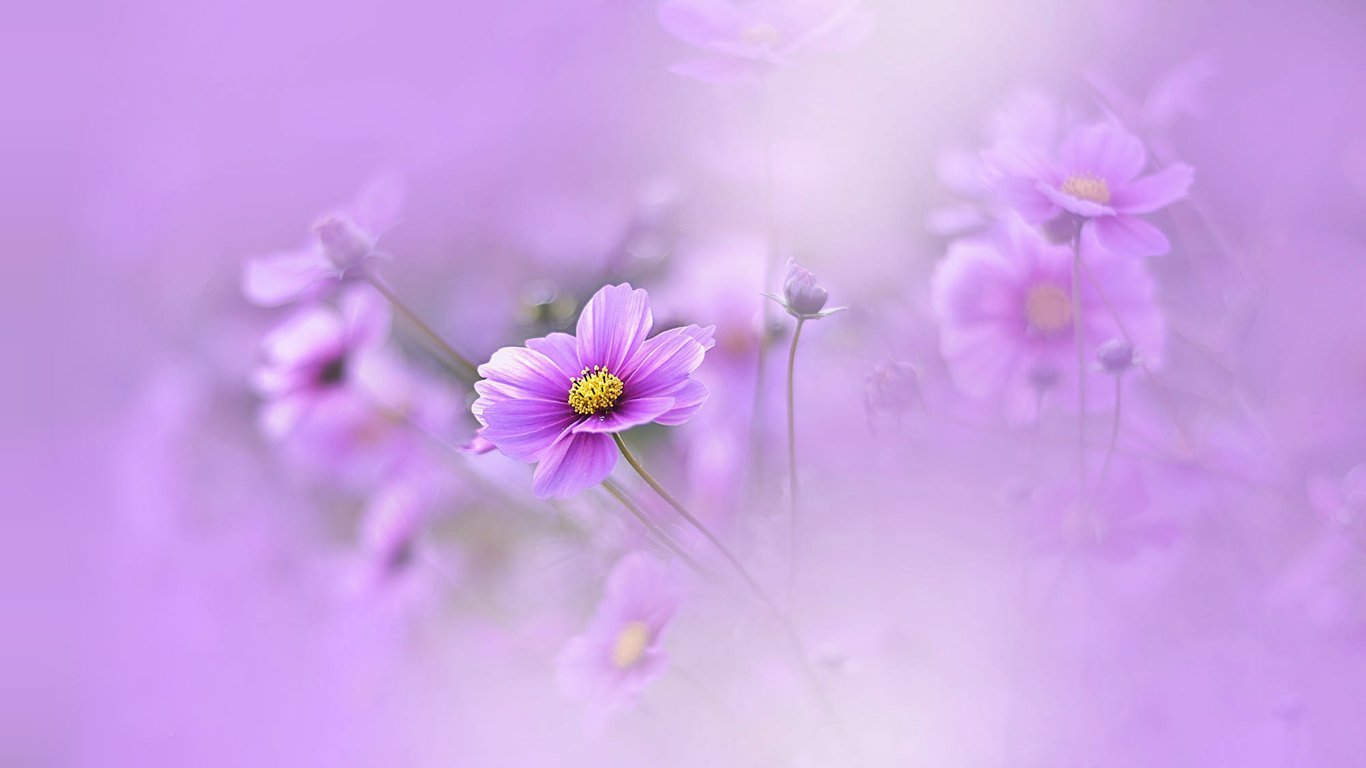 Нежно Фиолетовые Цветы