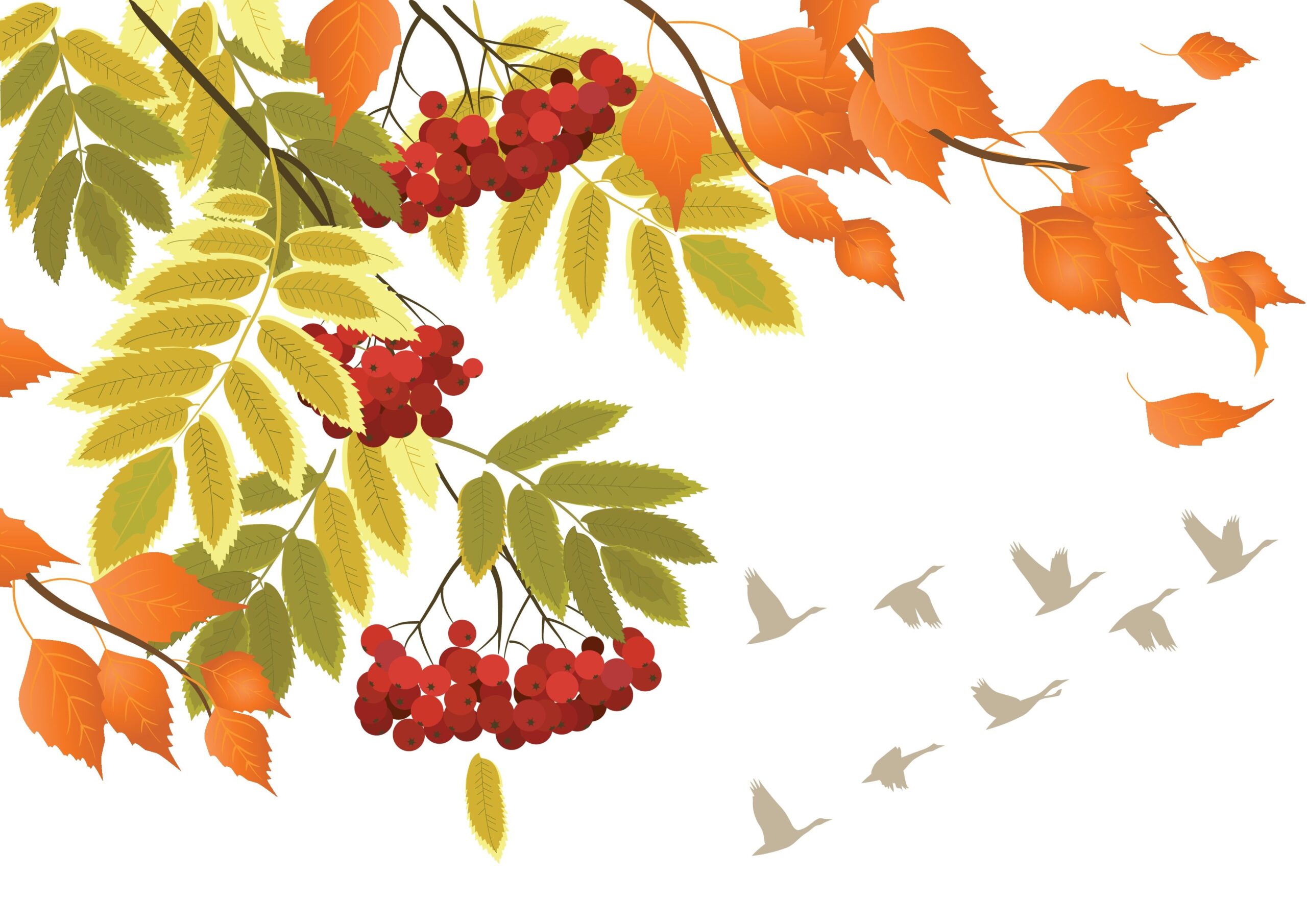 Осенние листья на белом фоне вектор рябина