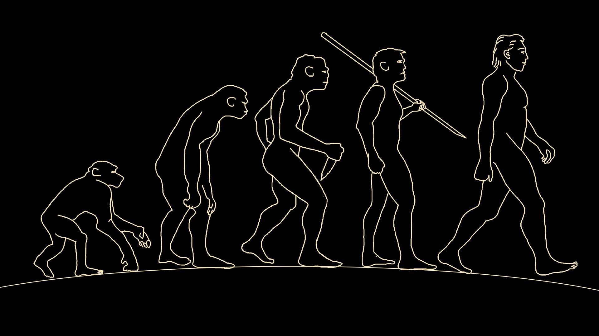 Human Evolution Эволюция человека