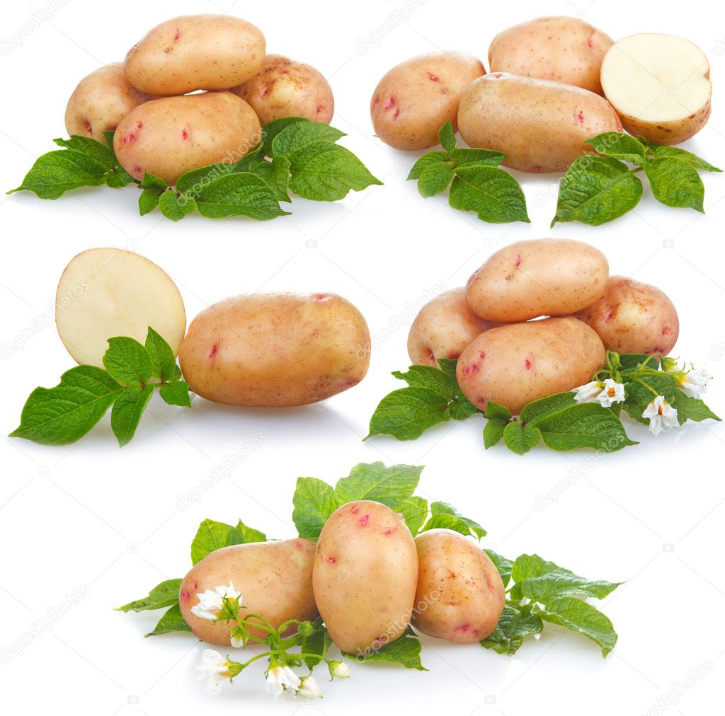 Листья картошки