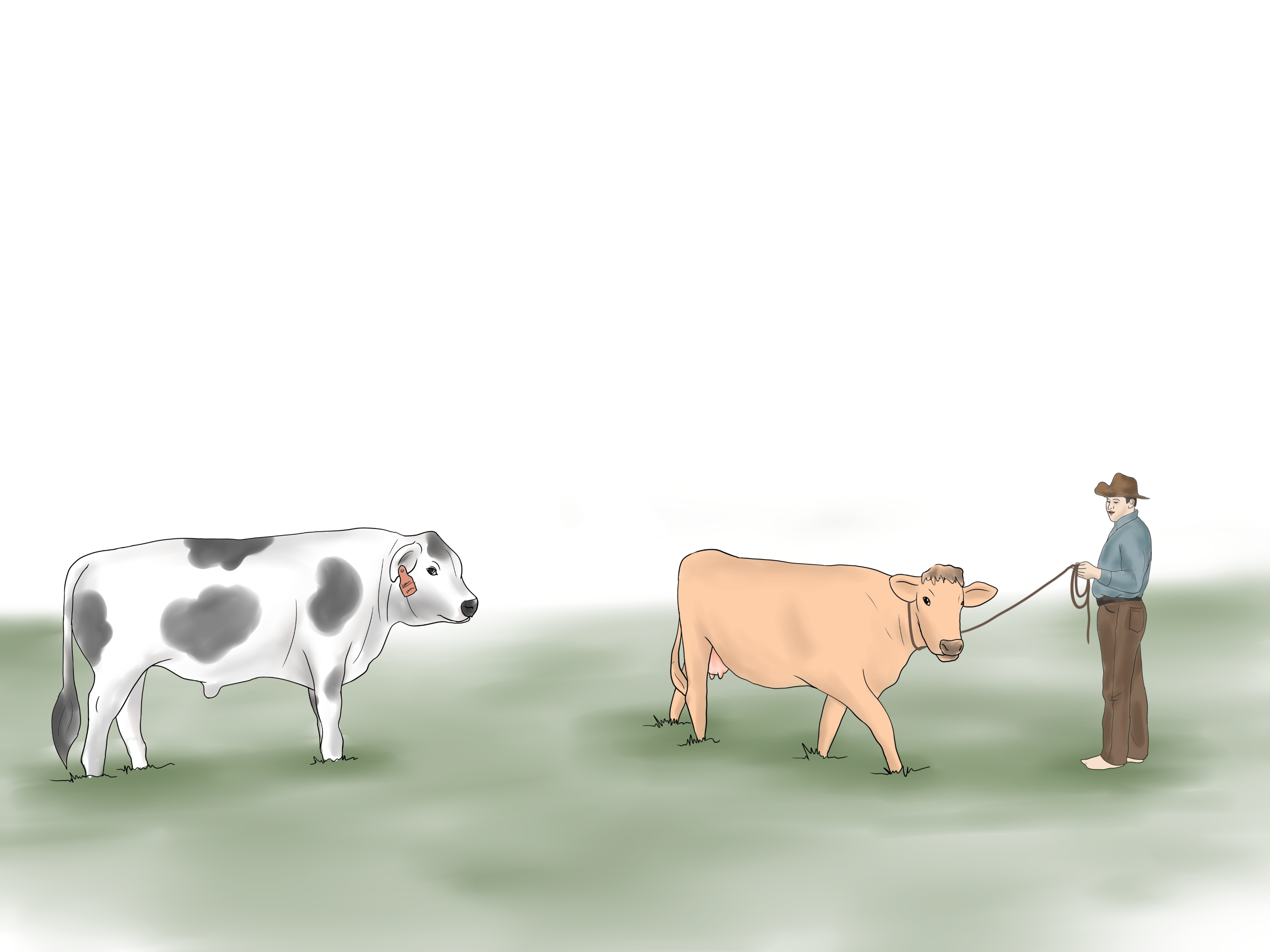 Фон для презентации коровы