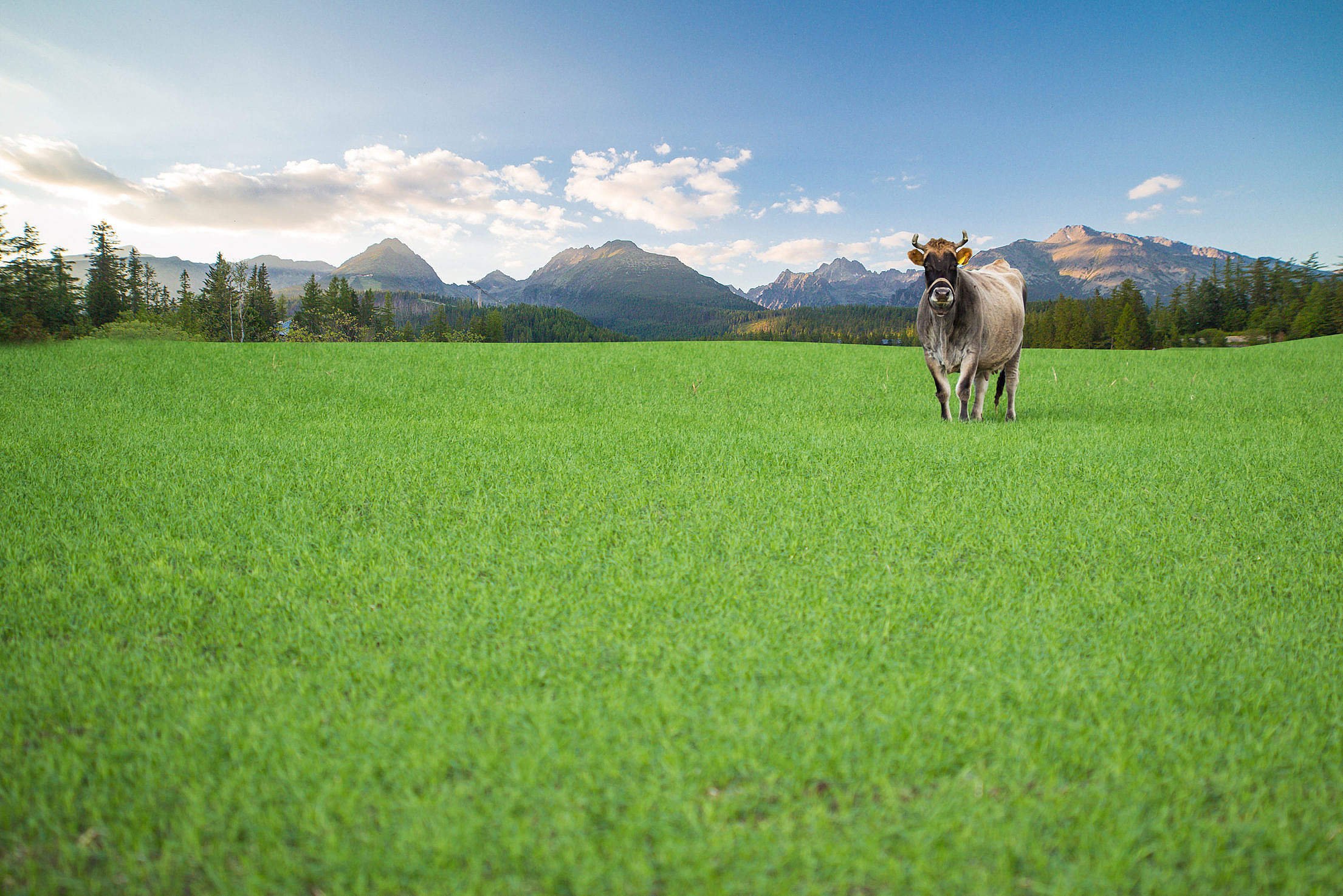 Коровы на зеленом поле