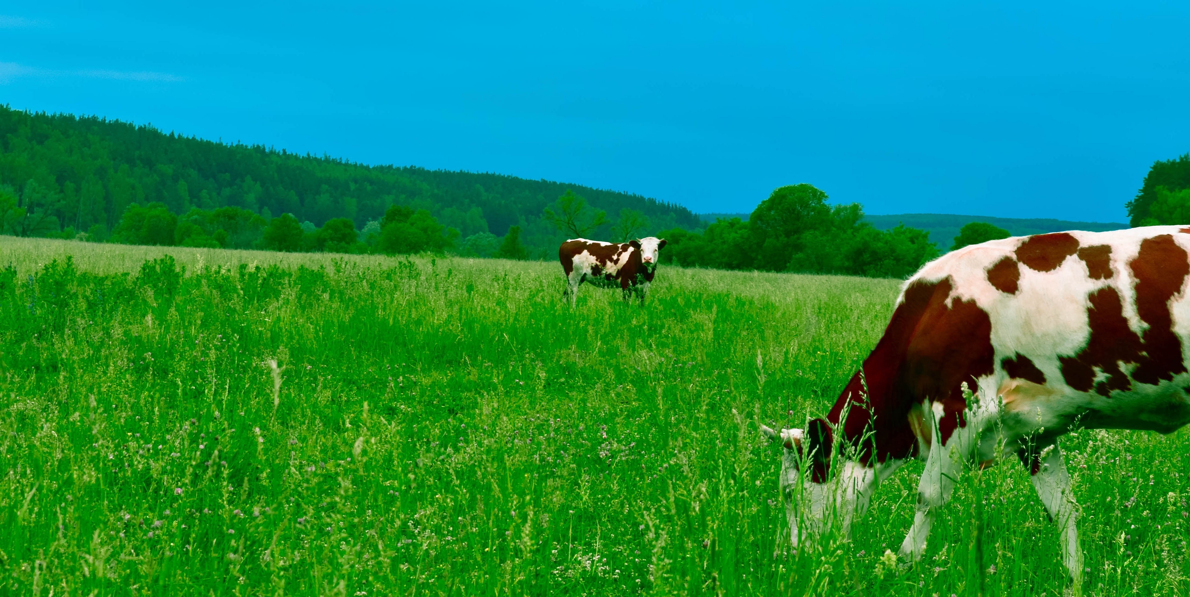 Коровы в поле