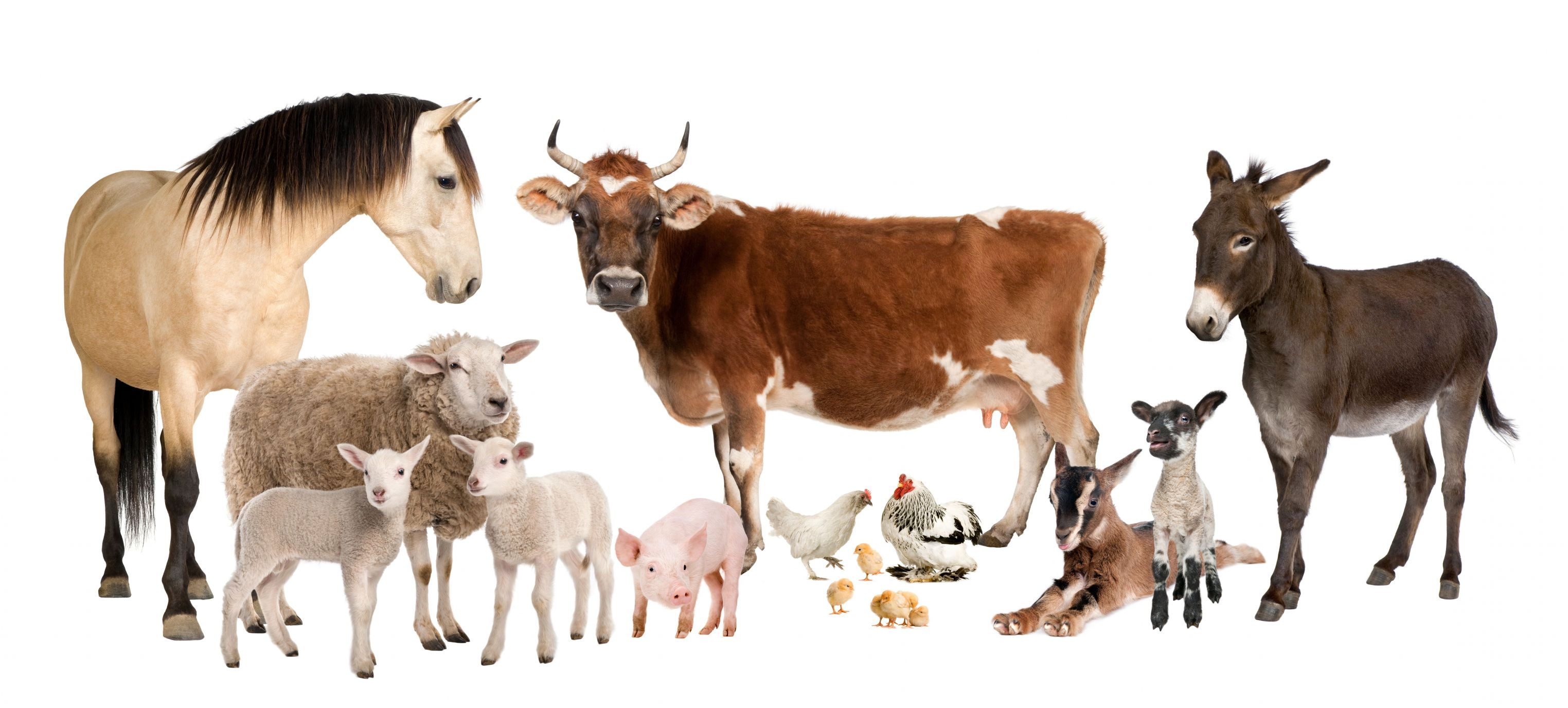 домашние животные фото корова