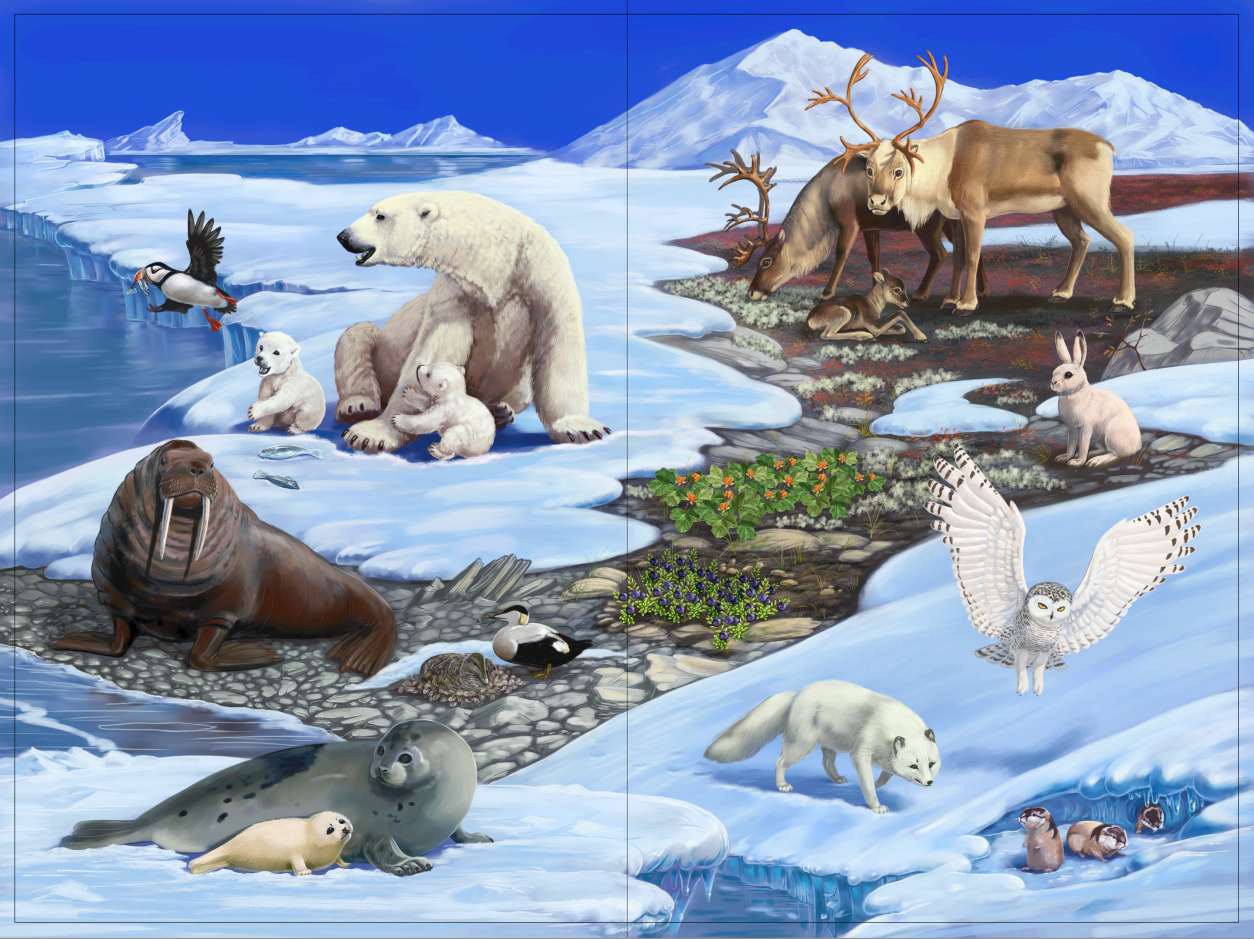 Животные Арктики и Антарктиды на севере