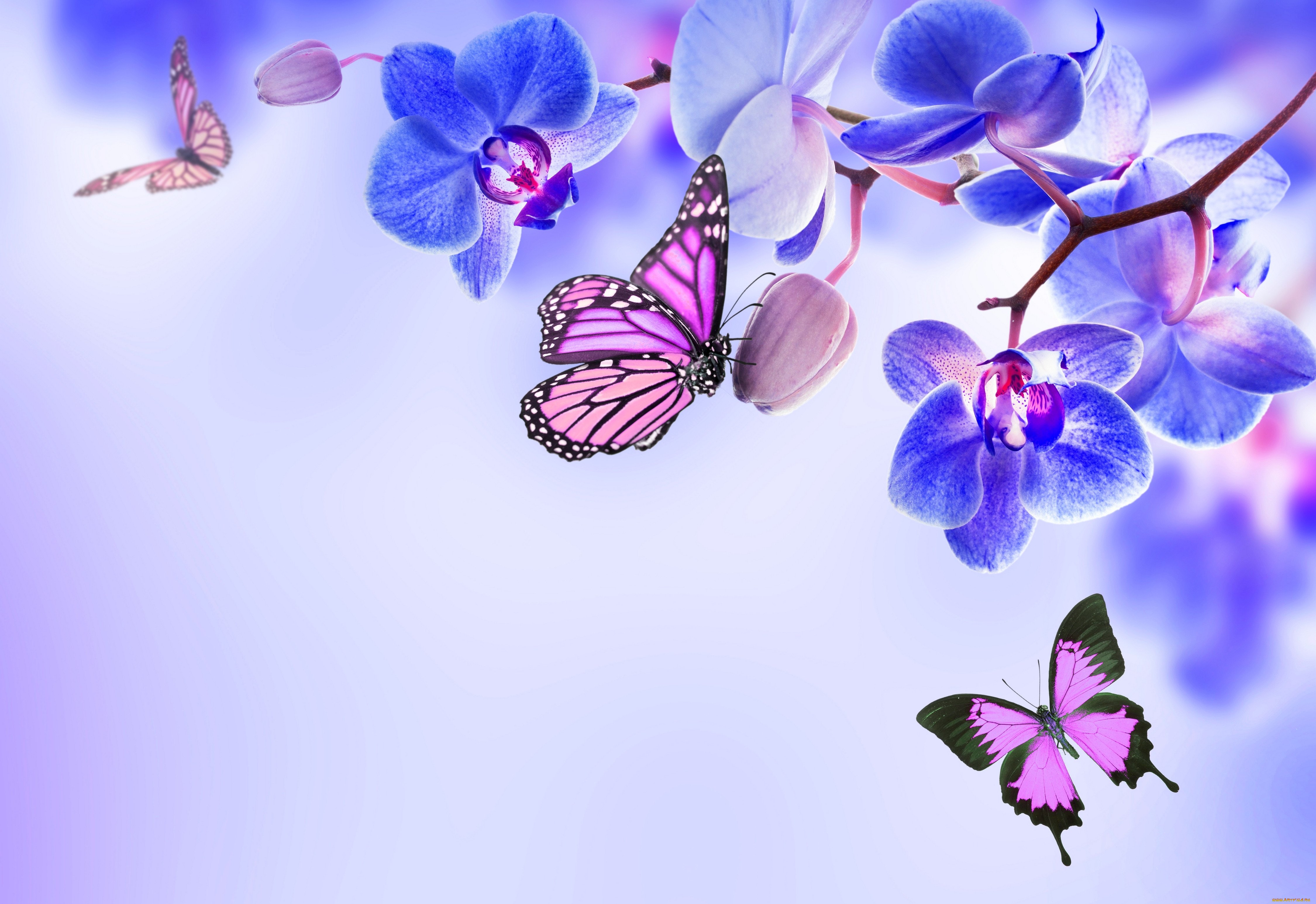 Фон с бабочками и цветами