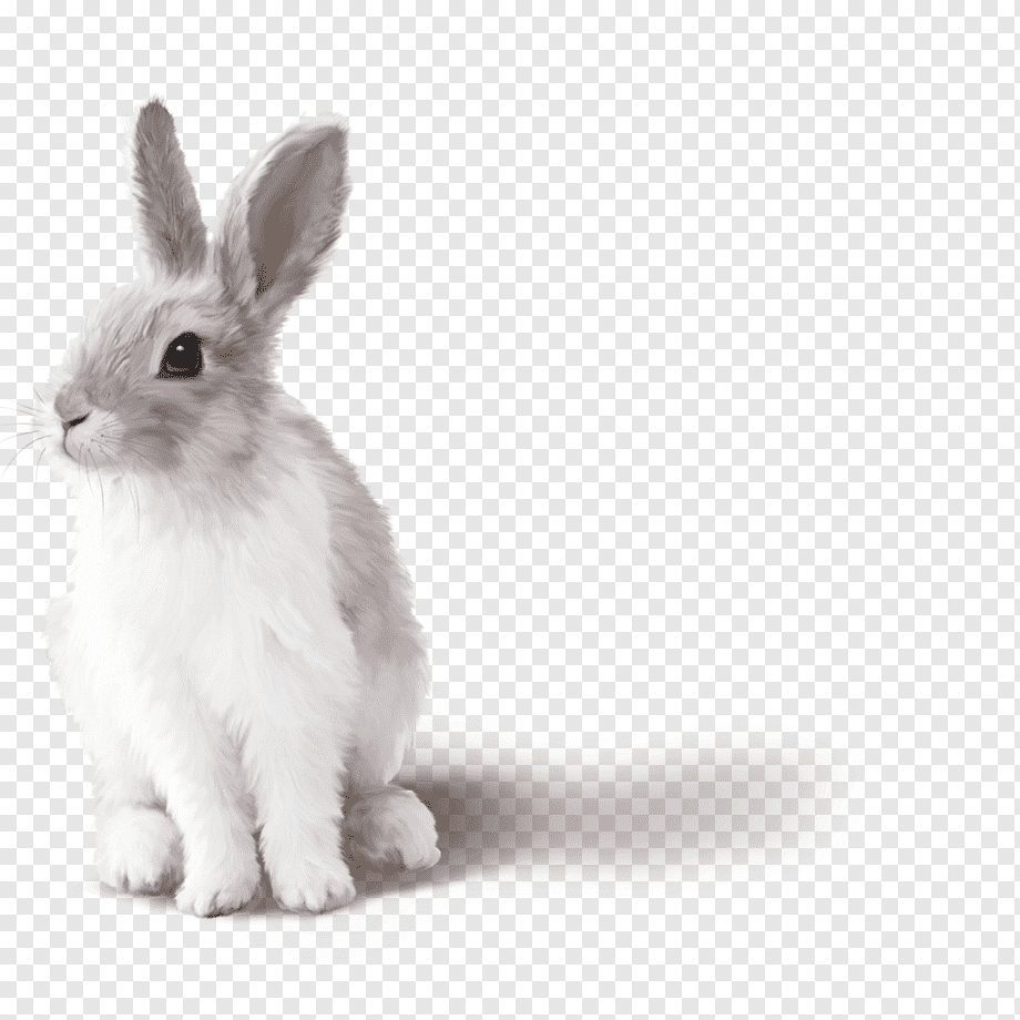 Кролик на прозрачном фоне
