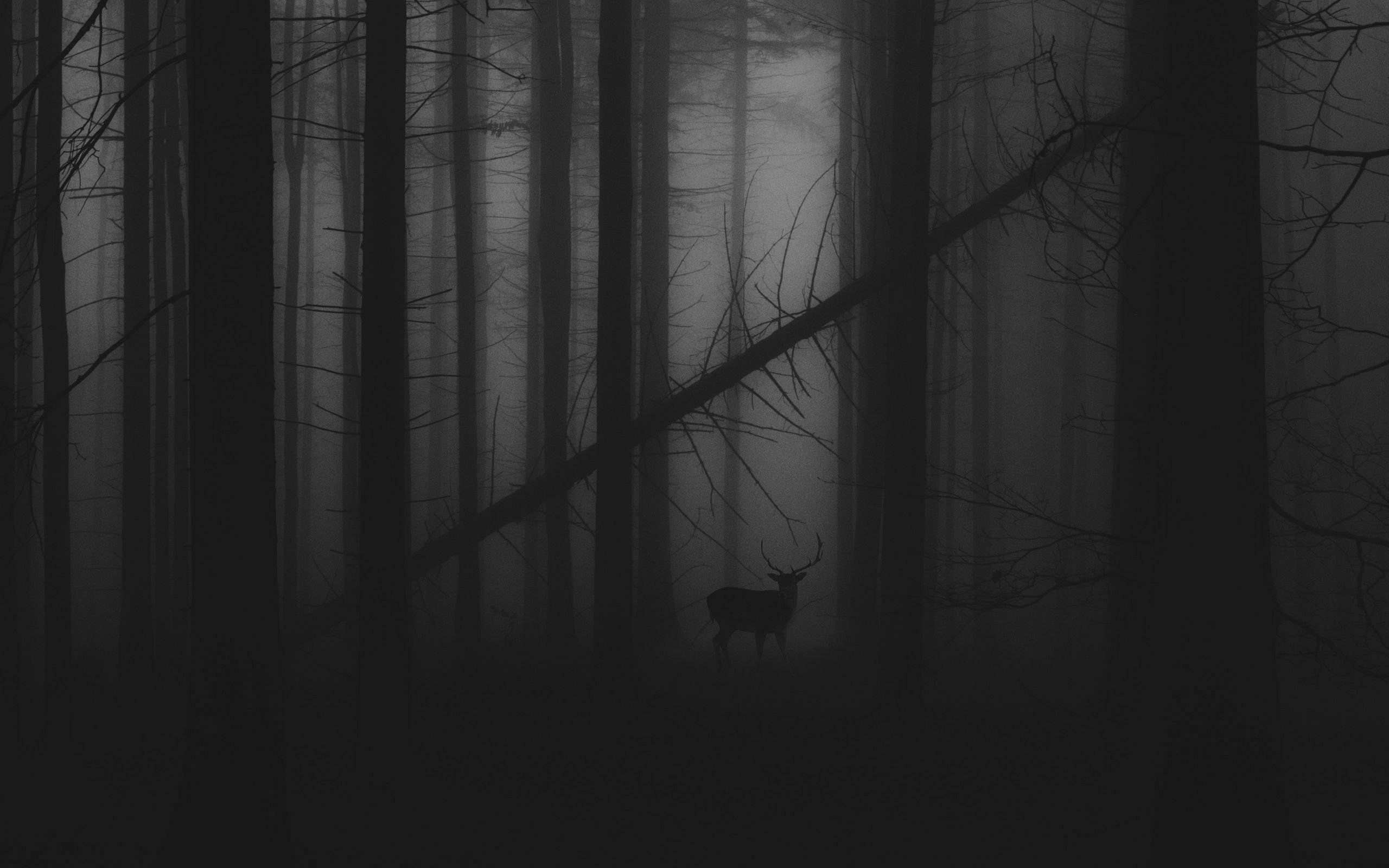 Мрачный лес