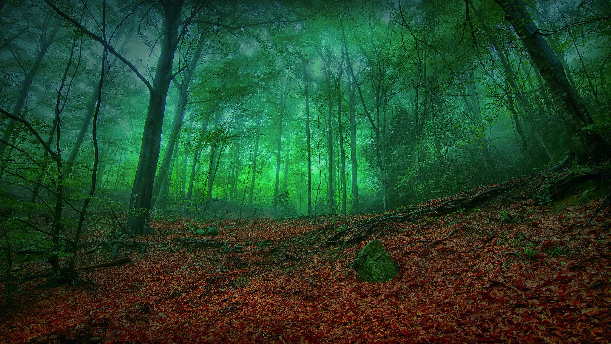 Оно зеленое. Темный лес. Загадочный лес. Мрачный пейзаж. Зеленый лес.