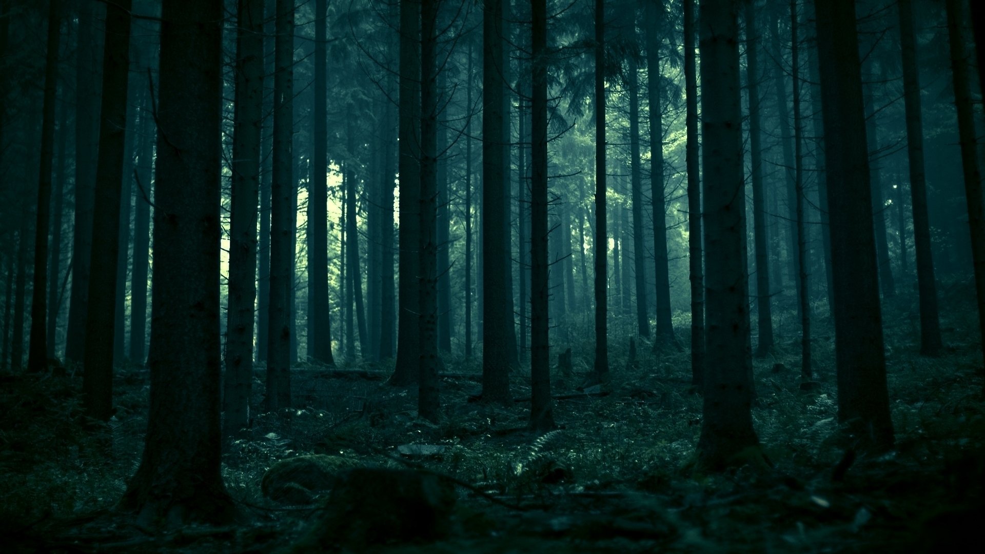 Темный лес / the Woods