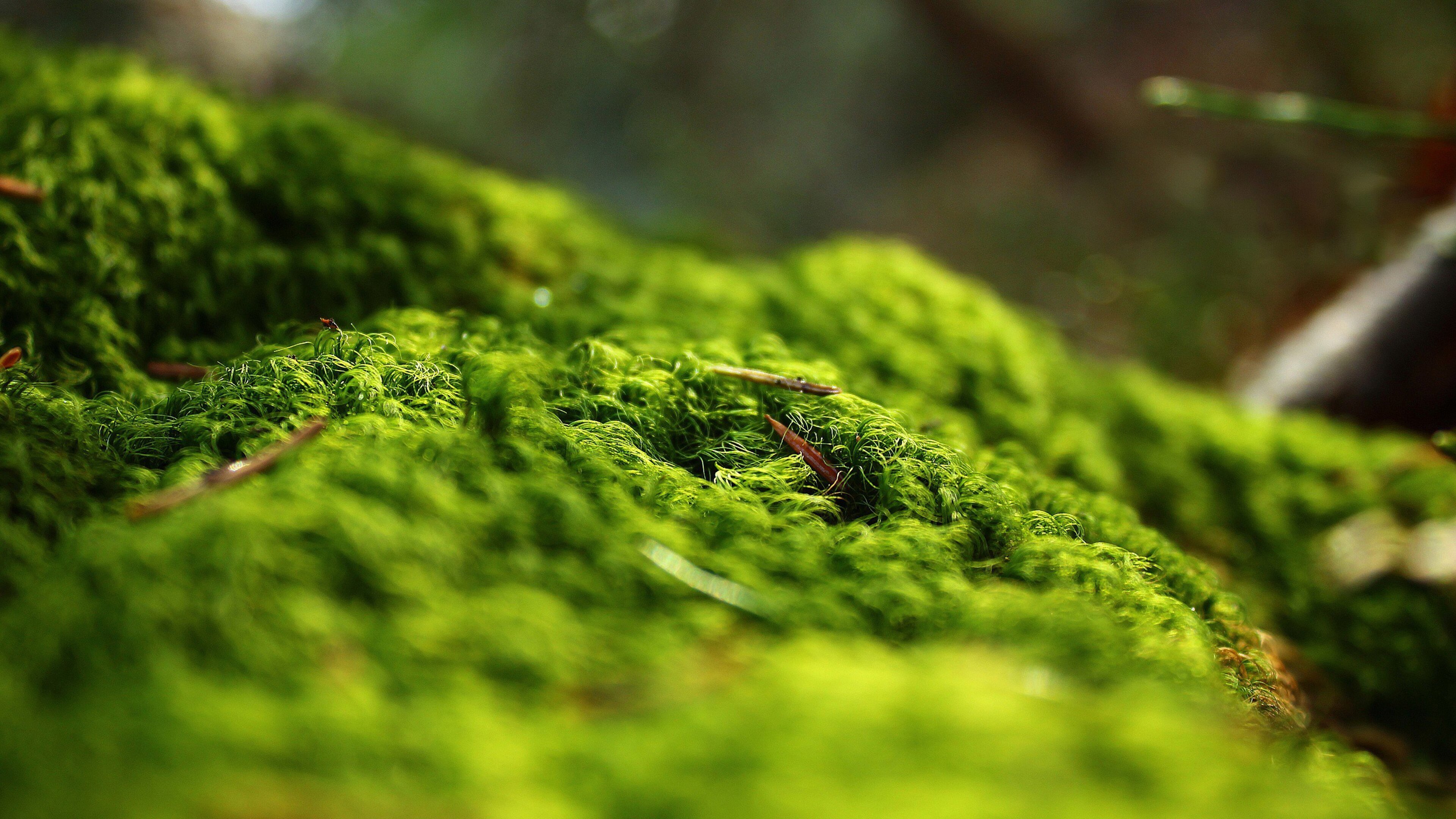 Сфагнум зеленый. Мох куин. Папоротниковый мох. Сфагнум Лесной macro. Мох Форест Грин.