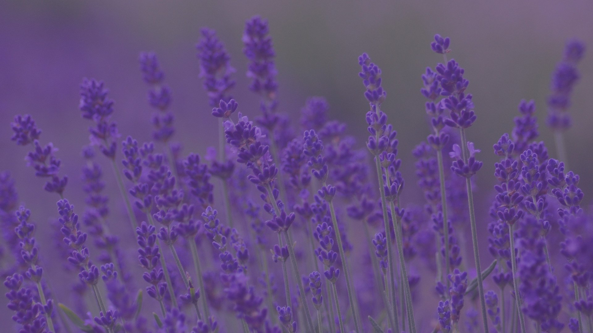 Lavender Lindy – Лаванда