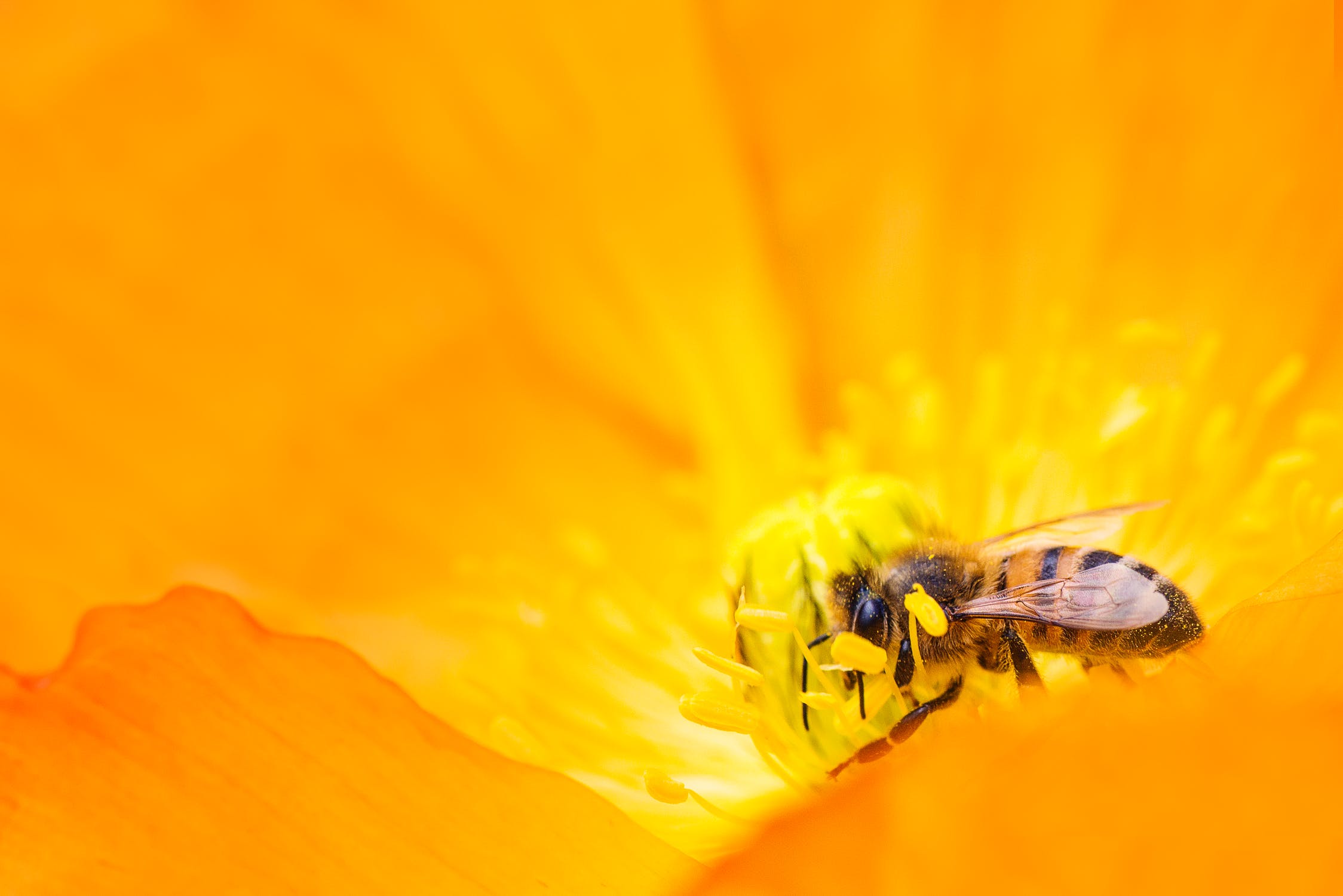 Оранжевая пчела