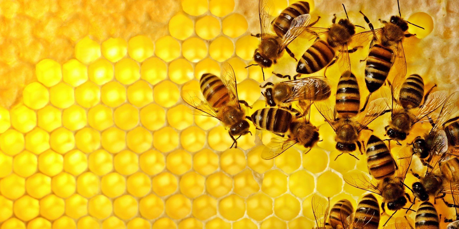 Наука о пчелах