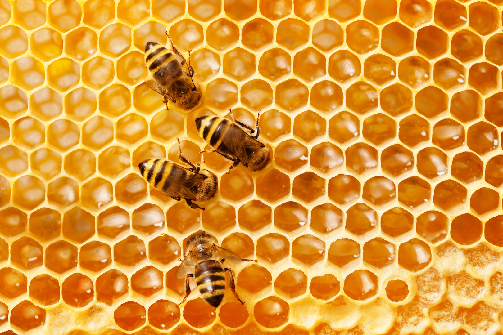 Красивые фоны с пчелиными сотами
