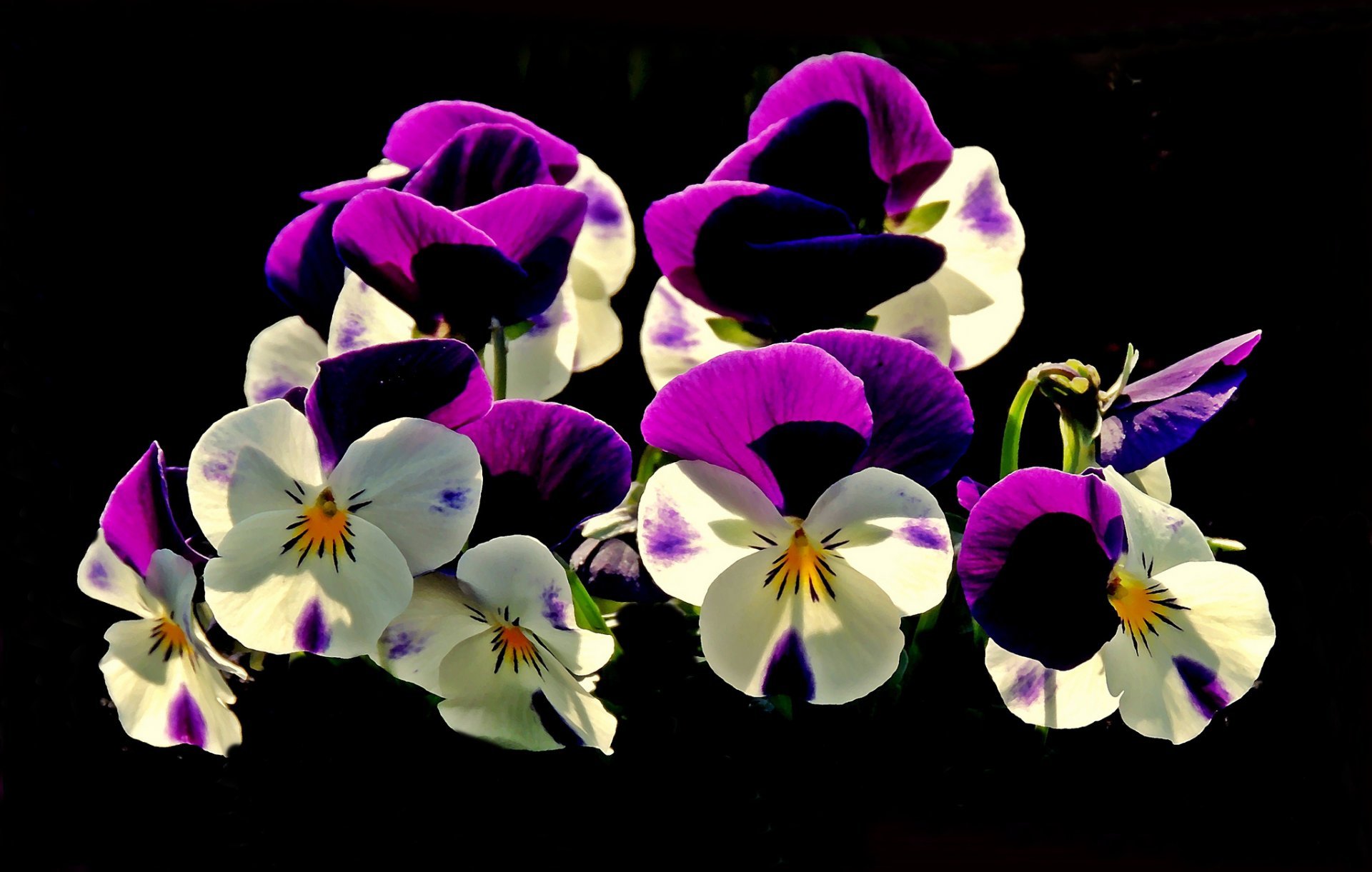 Орхидея Анютины