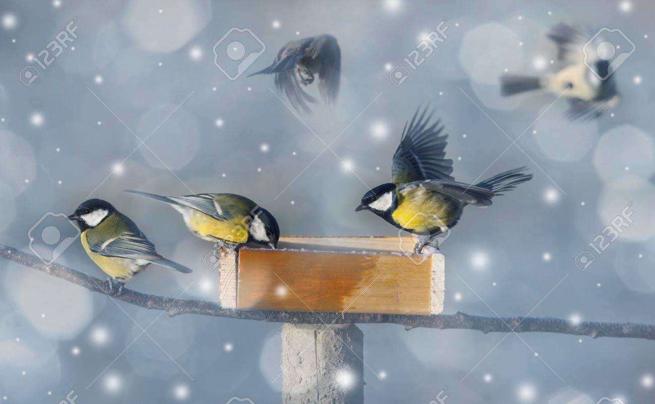 Фон птички на кормушке зимой