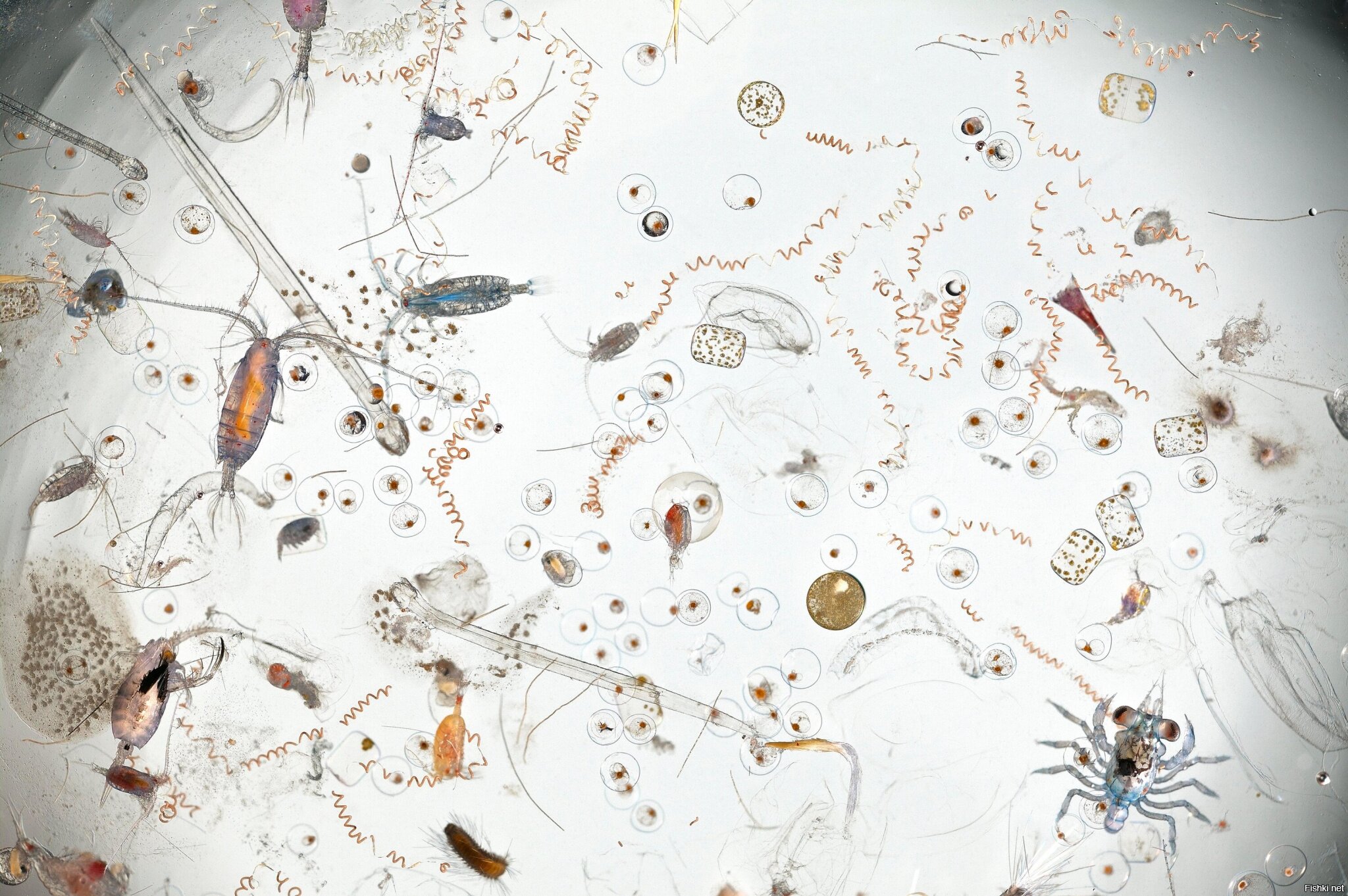 Морская вода под микроскопом