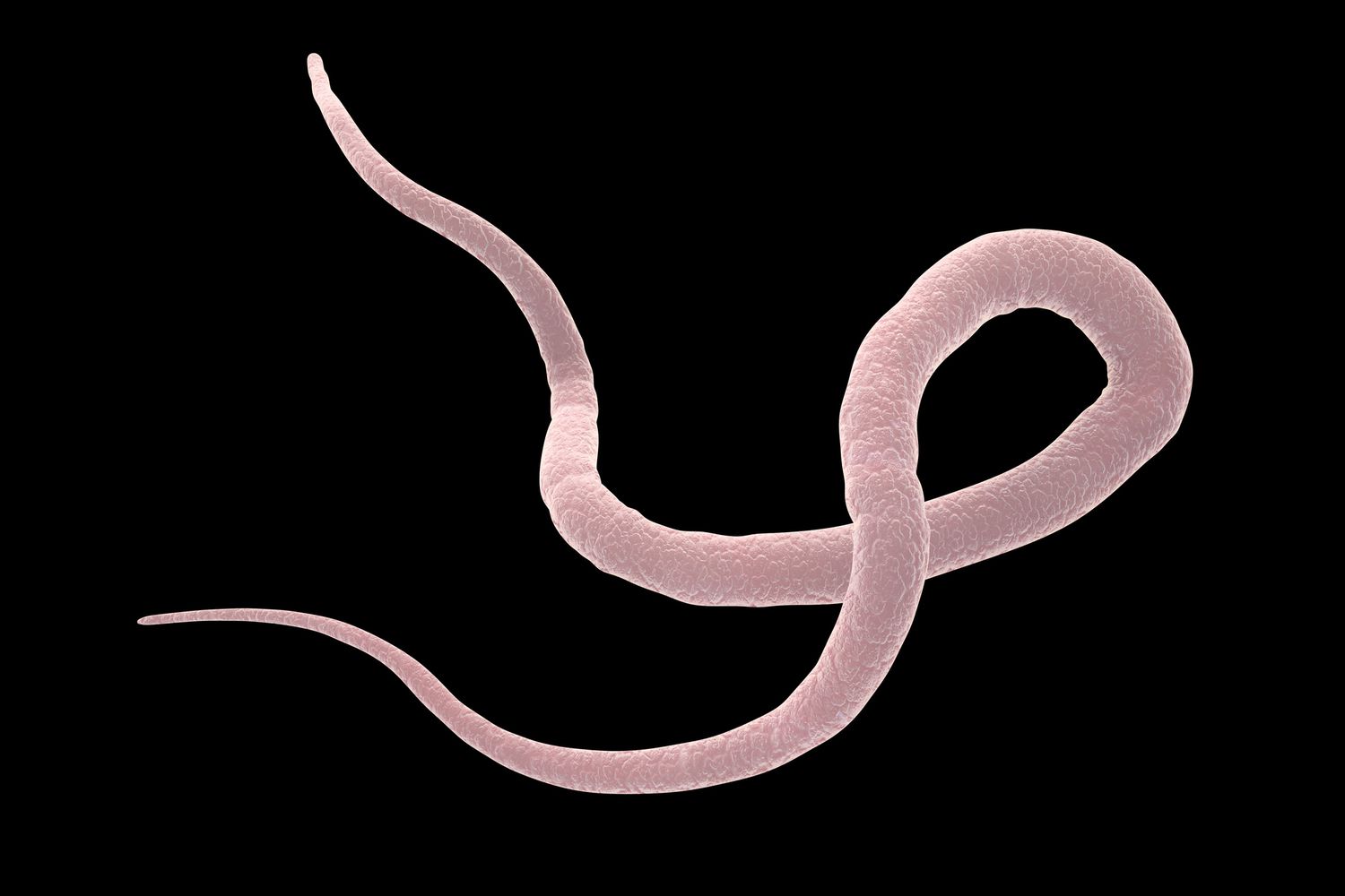 Ленточные черви нематоды