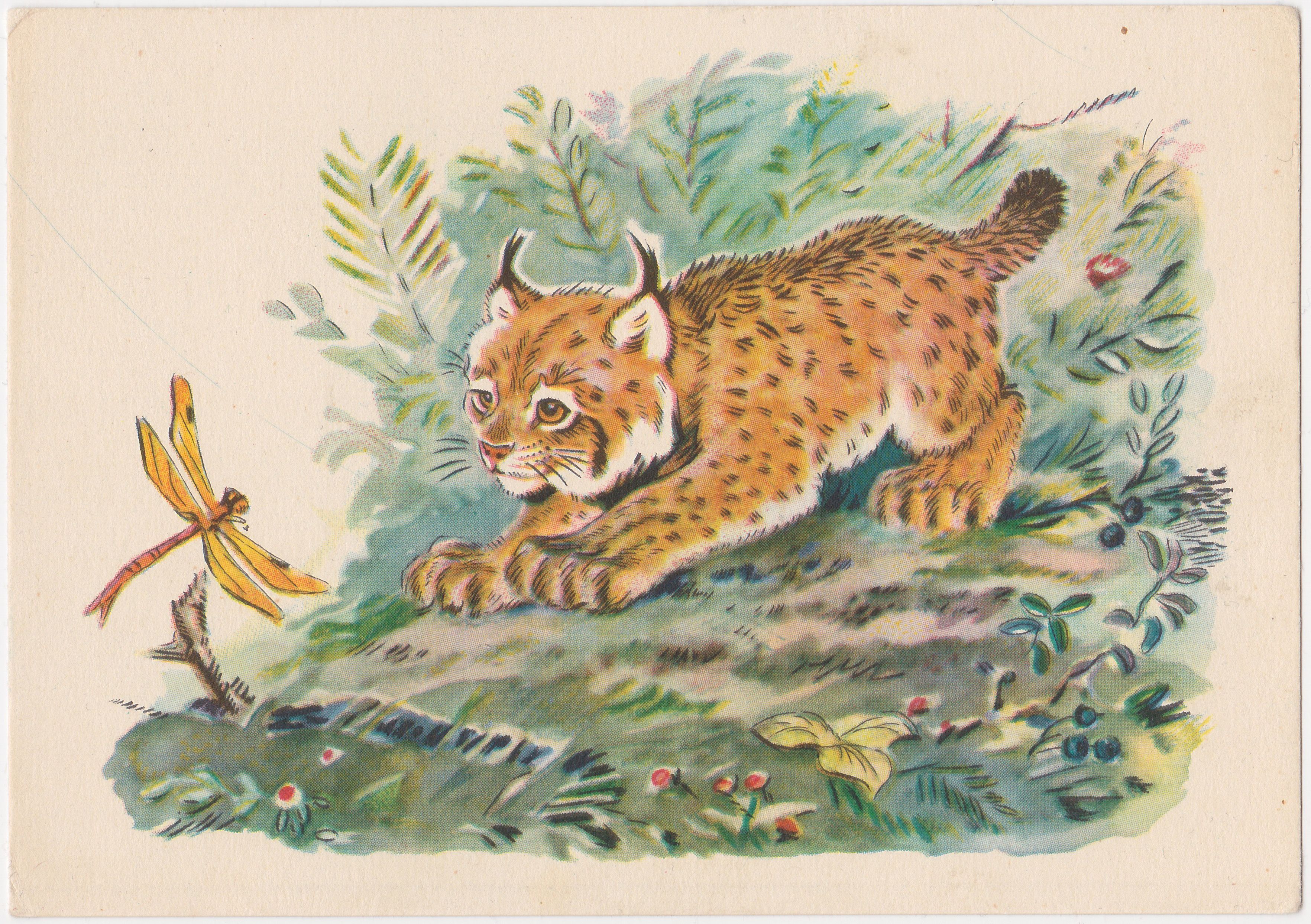 Рысь стих. Мурзук Чарушин. Рысь для детей. Рысь рисунок. Лесной котенок Чарушин.