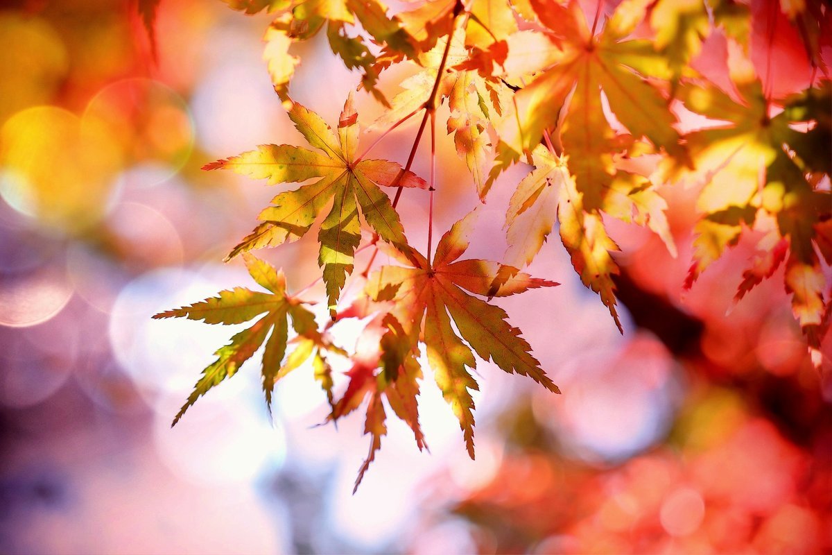 Фон листья осень