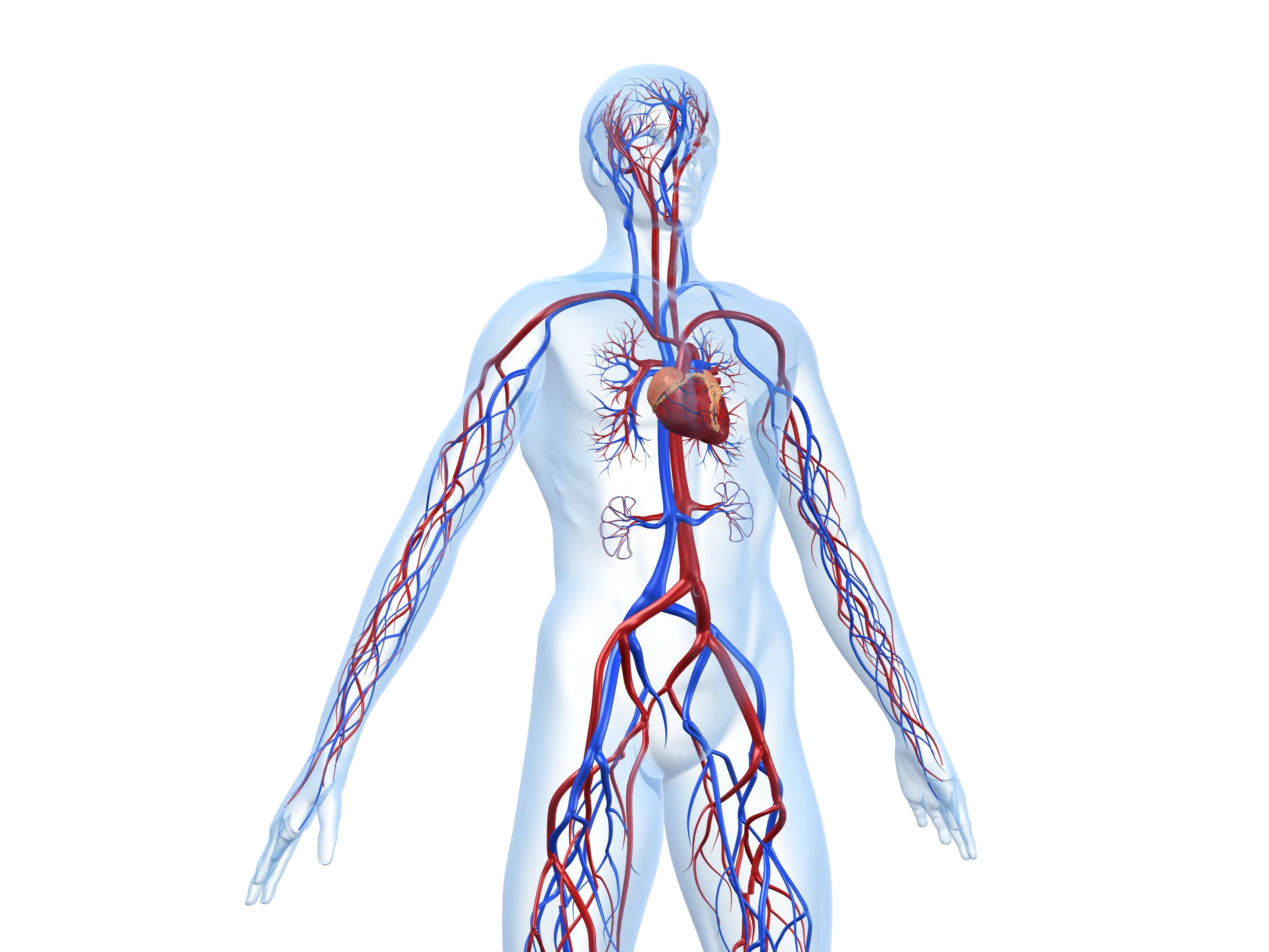 Сосудистая система человека образована сосудами трех. Сердечно-сосудистая система человека анатомия. Венозная система человека 3д. Кровеносная система человека. Кровеносная и нервная система человека.