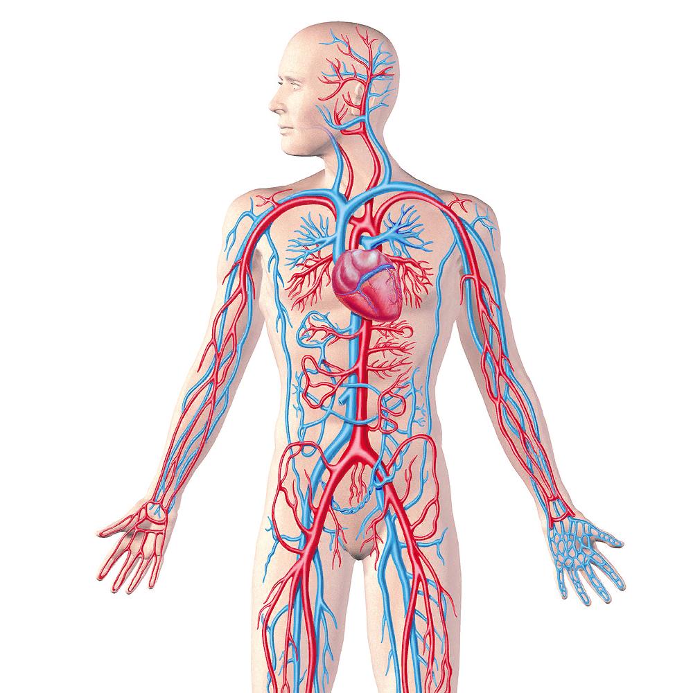 Рисунки на тему кровеносная система