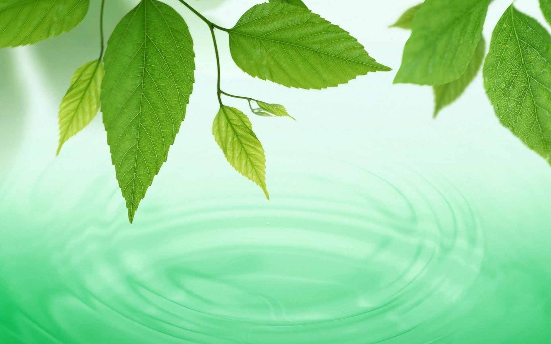 Фон листья зеленые вода
