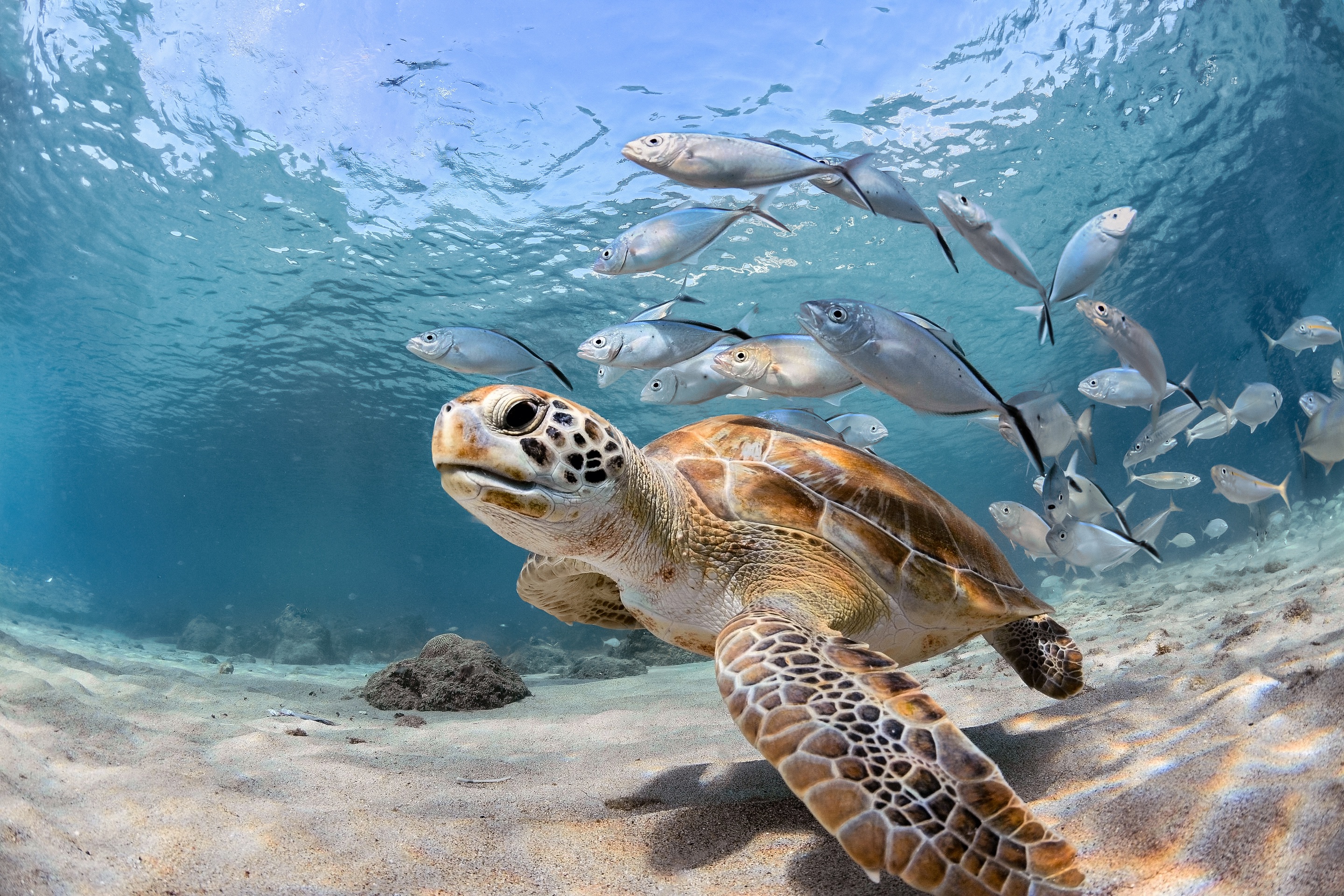 Вода и водные жители. Морская черепаха. Нектон черепахи. Черепаха бисса. Морская черепаха и Черепашата.